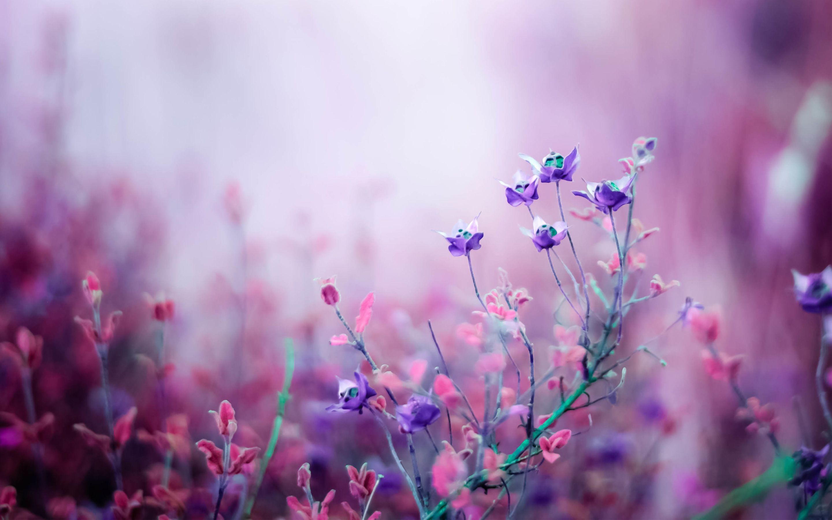 Abstract Flower Wallpapers