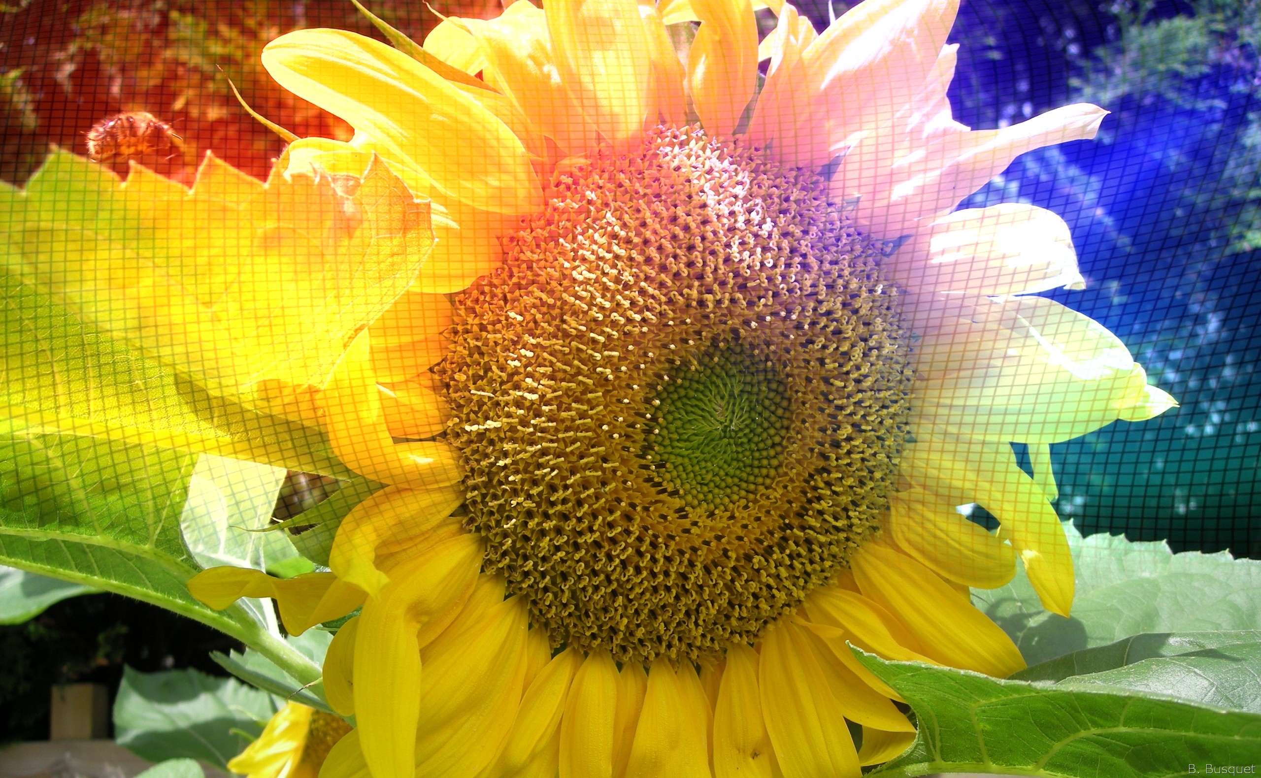 Abstract Sunflower Wallpapers