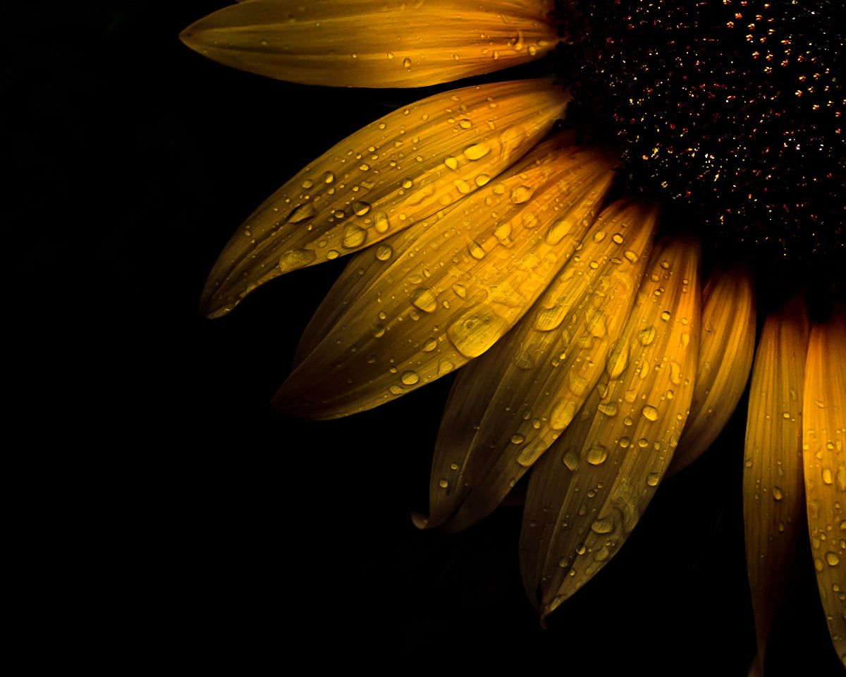 Abstract Sunflower Wallpapers