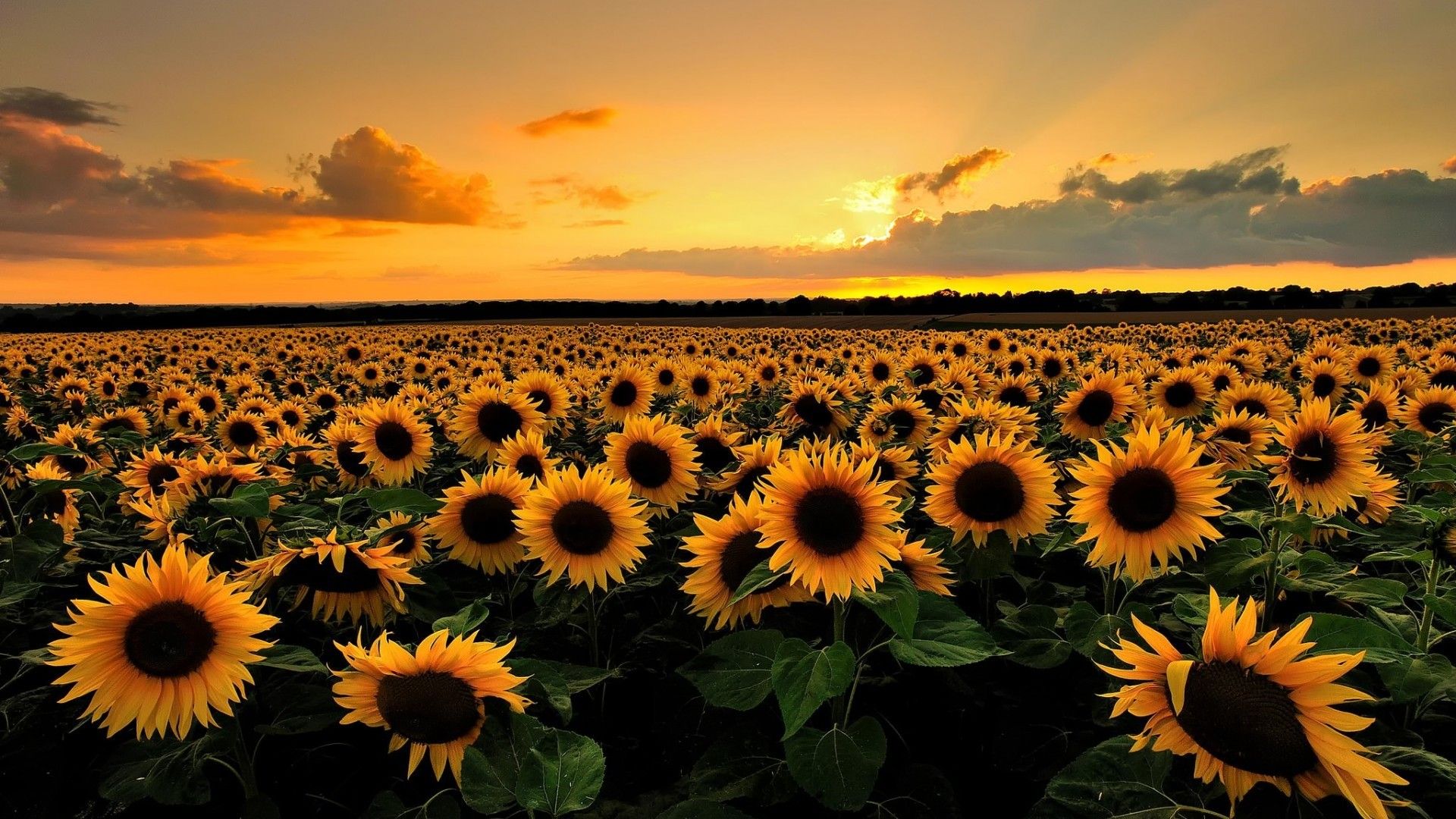 Abstract Sunflower Wallpapers