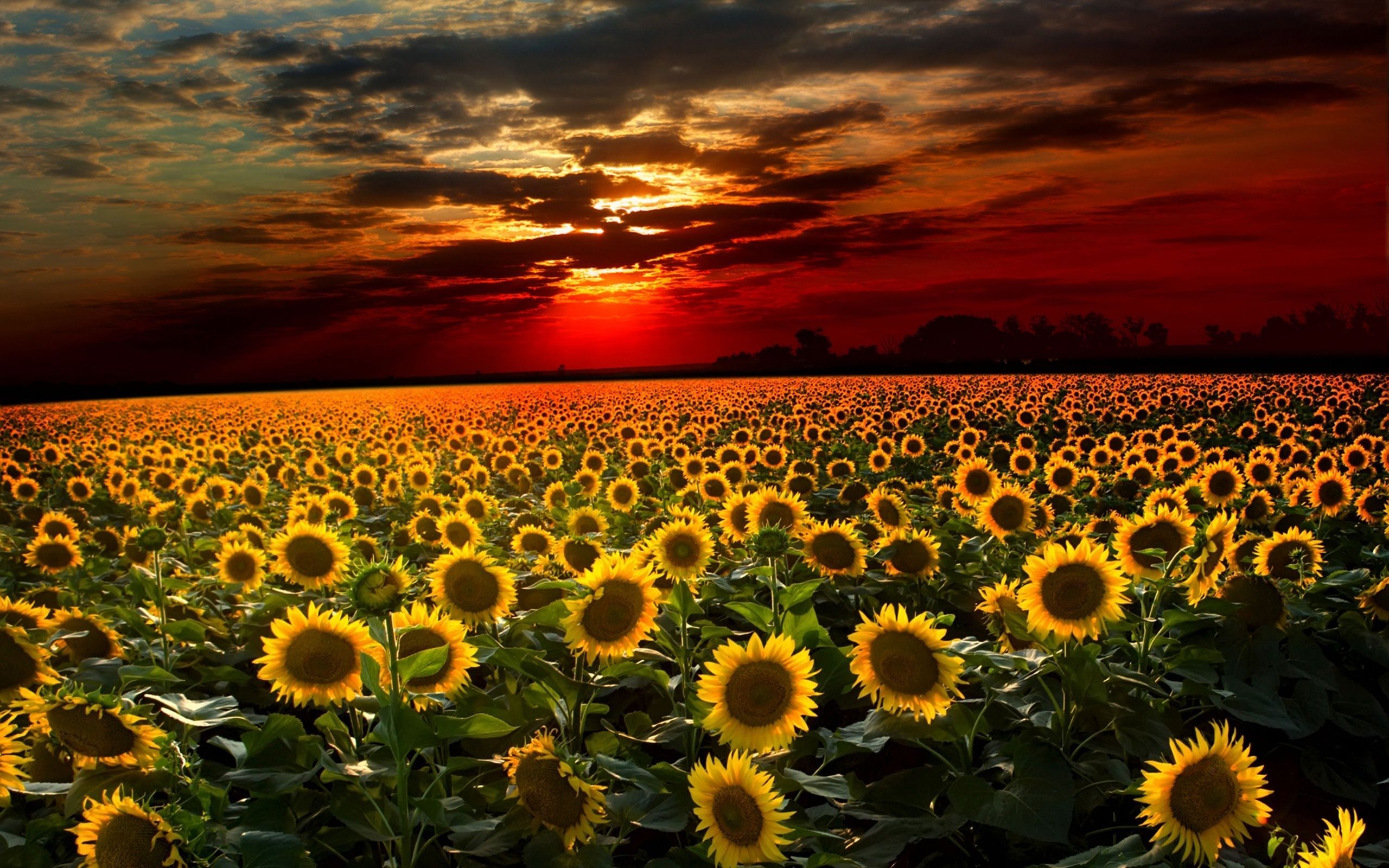 Abstract Sunflower Wallpapers