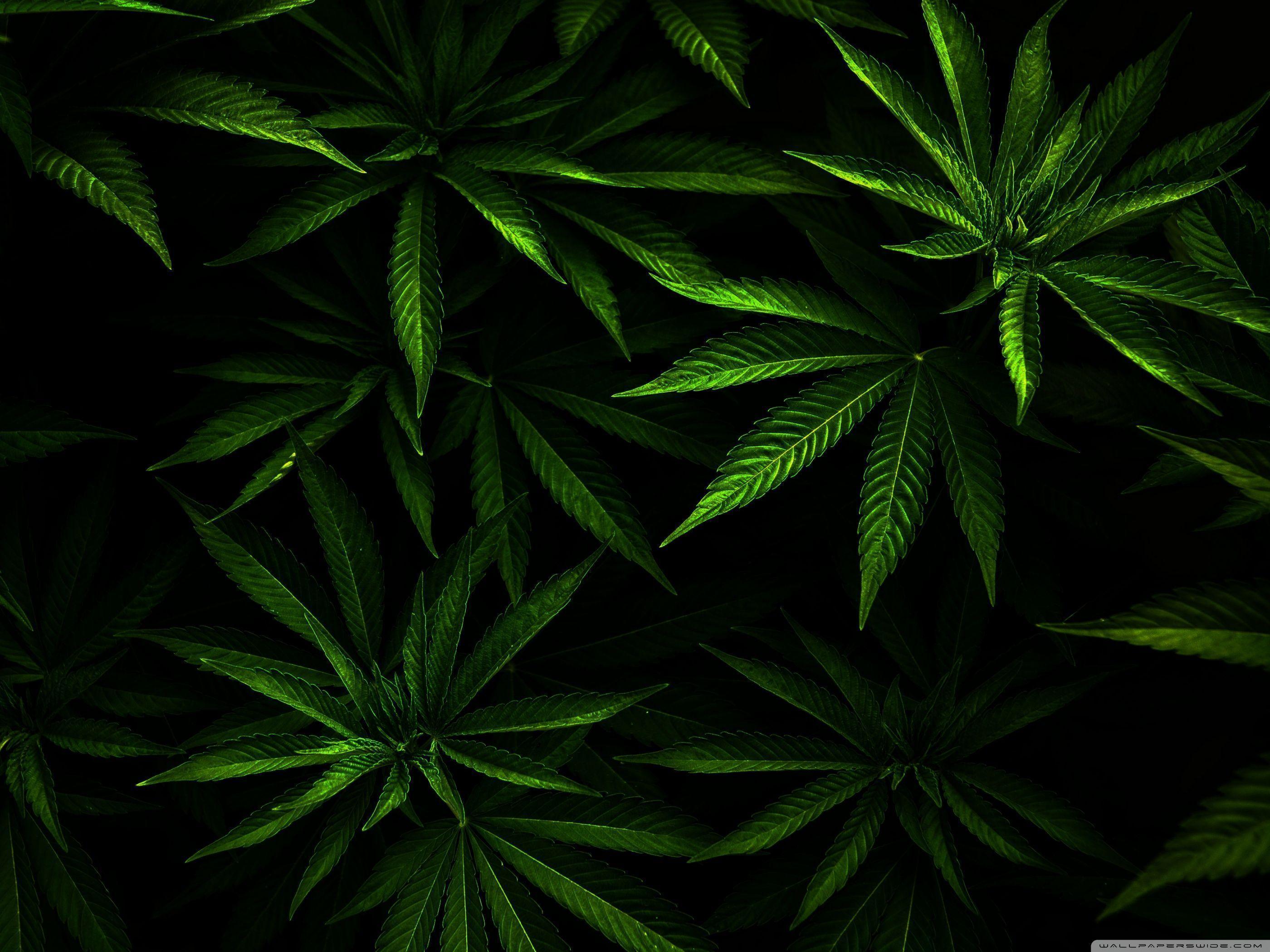 Abstract Weed Wallpapers