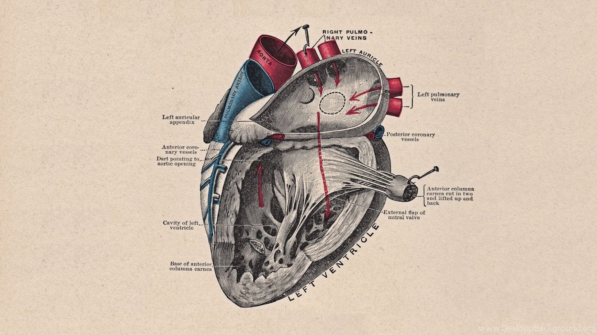 Aesthetic Anatomical Heart Wallpapers