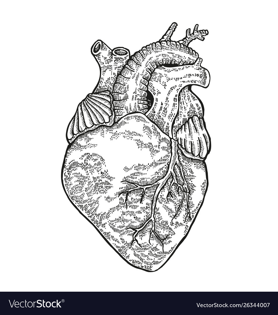 Aesthetic Anatomical Heart Wallpapers