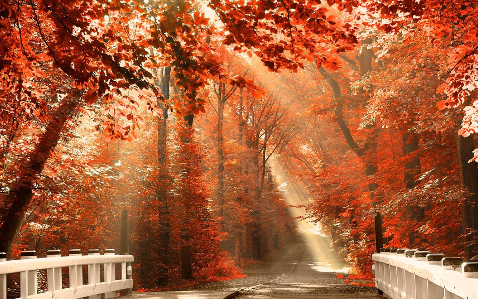 Aesthetic Autumn Wallpapers