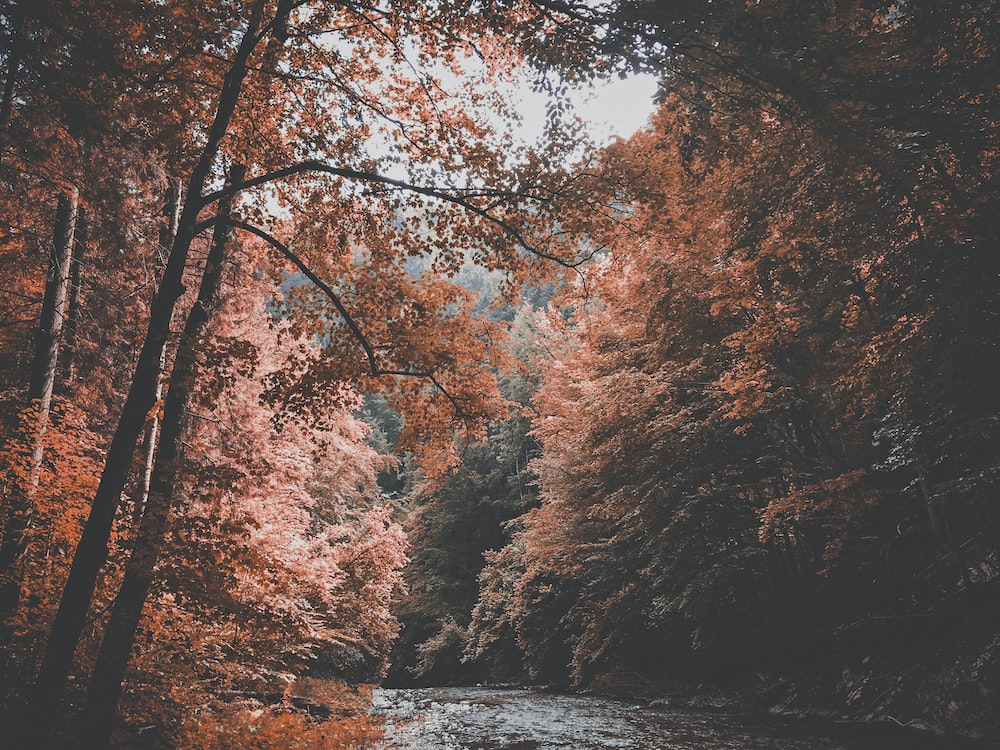 Aesthetic Autumn Wallpapers