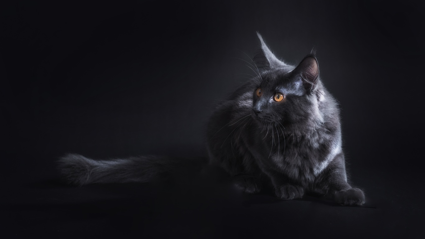 Aesthetic Black Cat Wallpapers