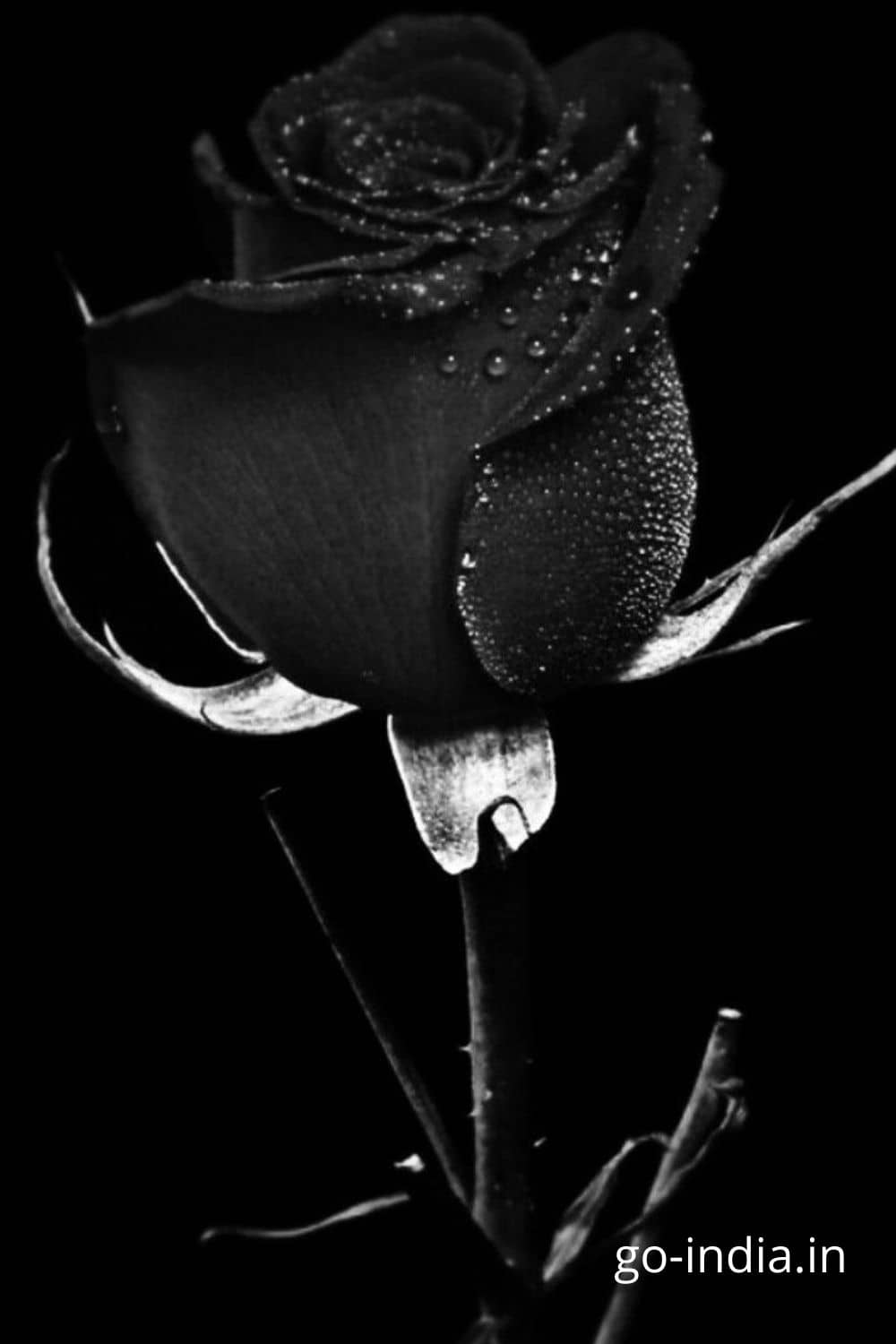 Aesthetic Black Roses Wallpapers