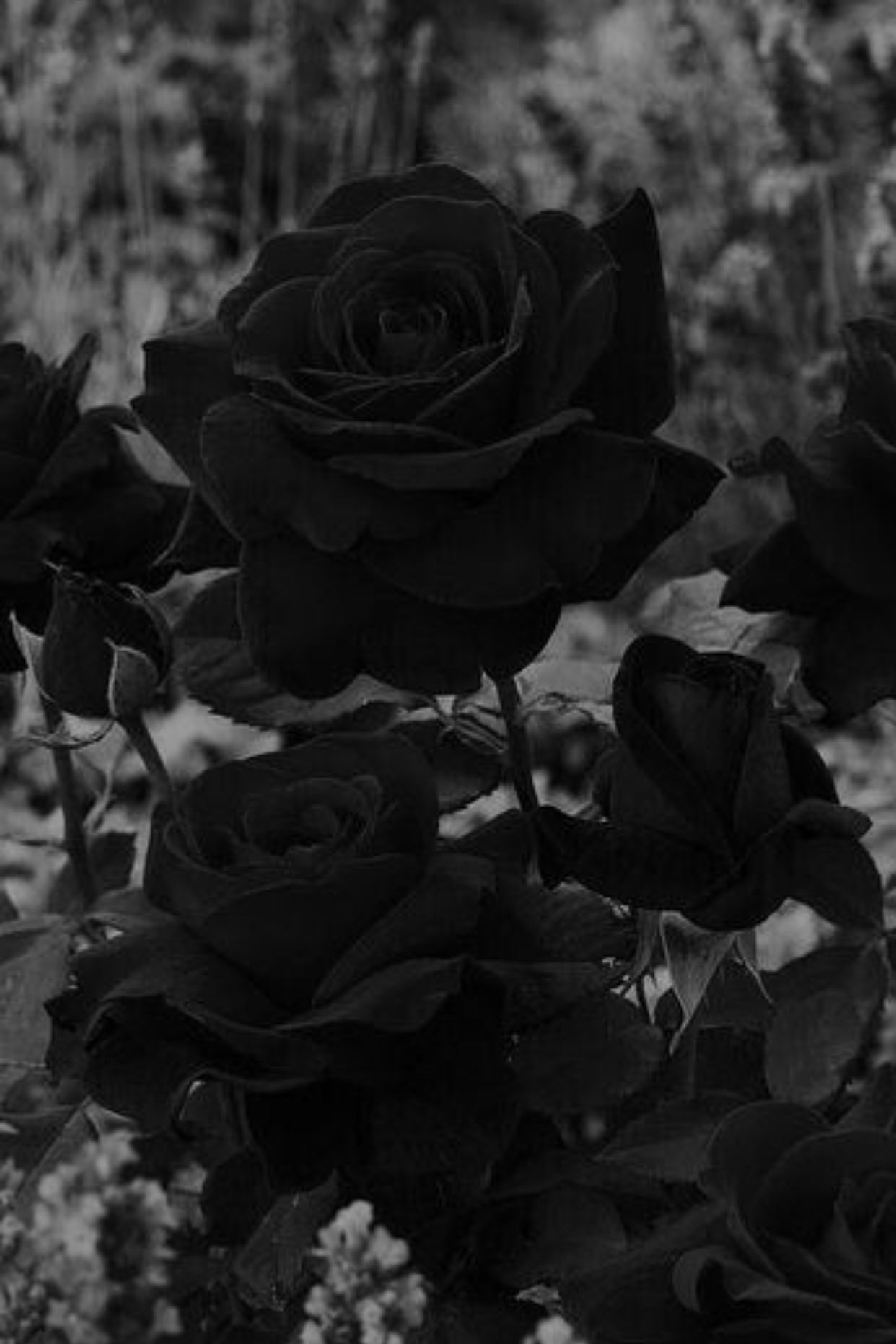 Aesthetic Black Roses Wallpapers