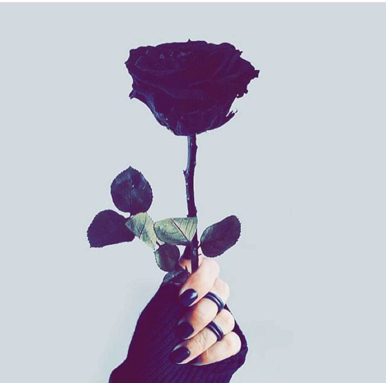 Aesthetic Black Roses Wallpapers