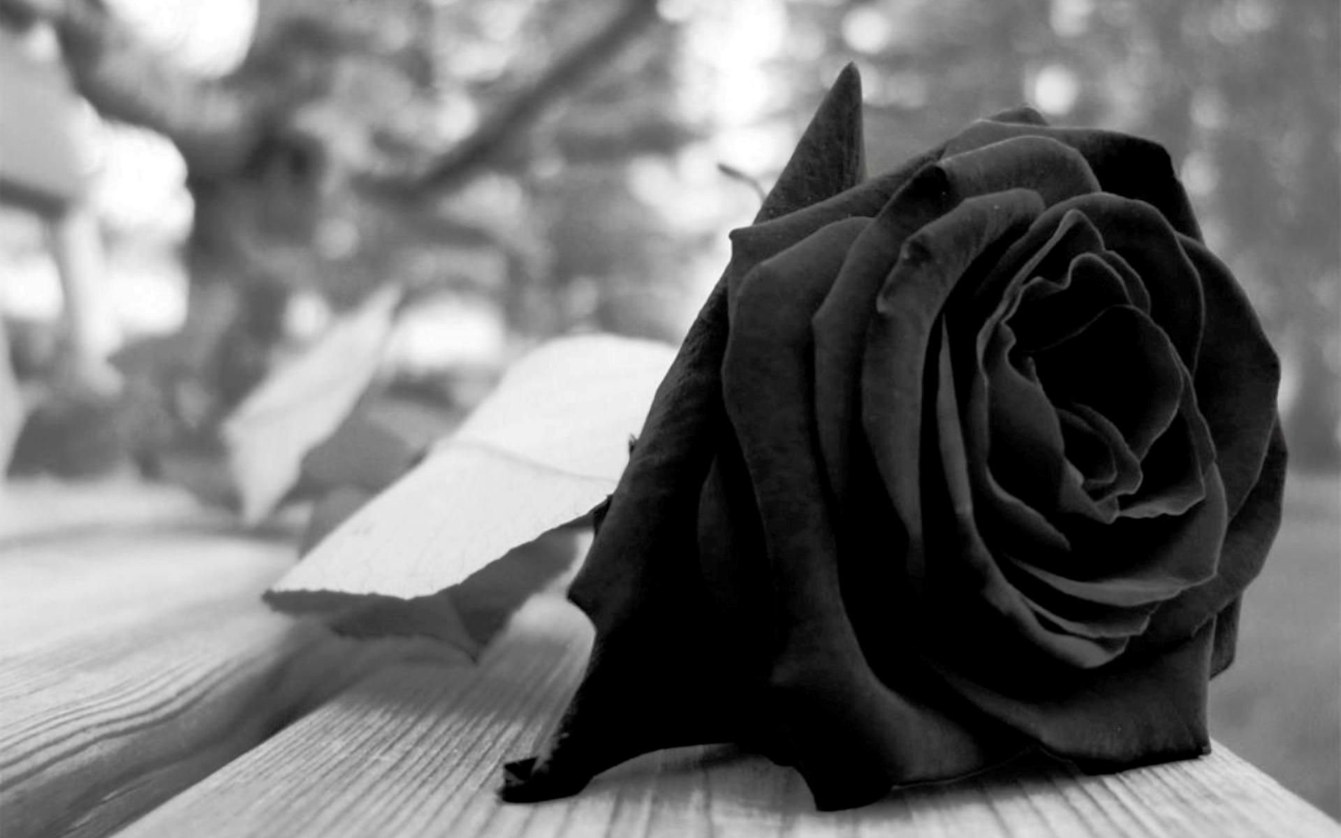 Aesthetic Black Roses Wallpapers