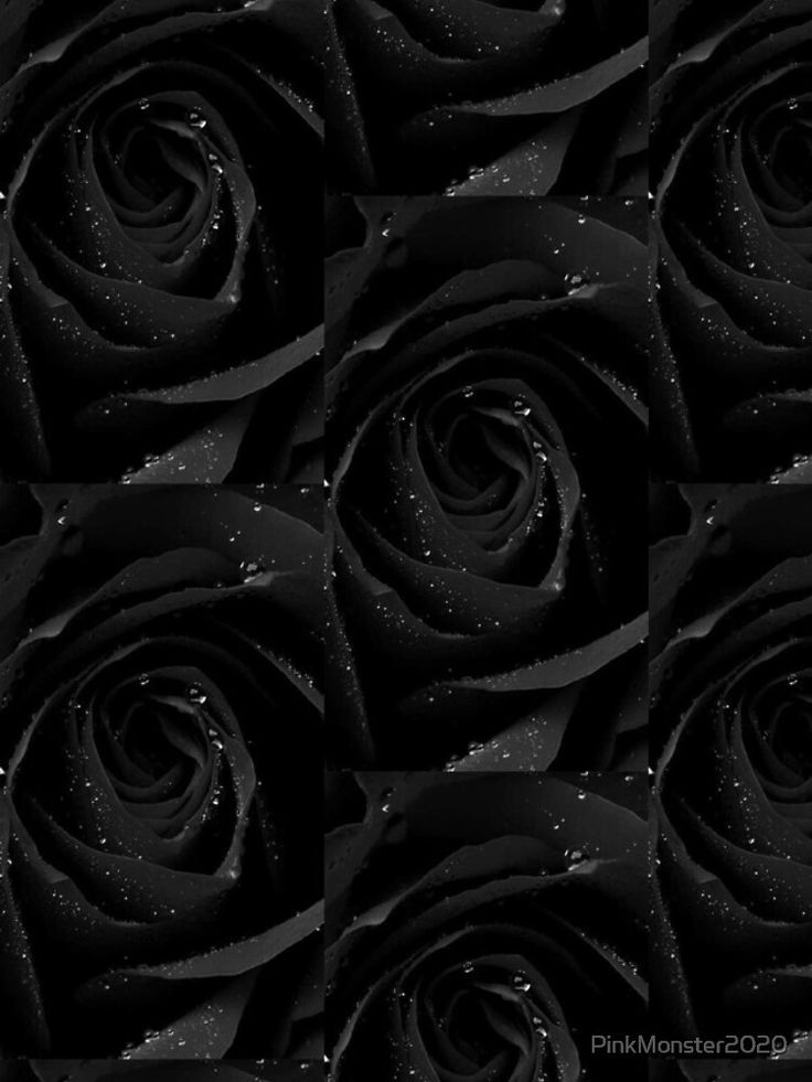 Aesthetic Black Roses Wallpapers