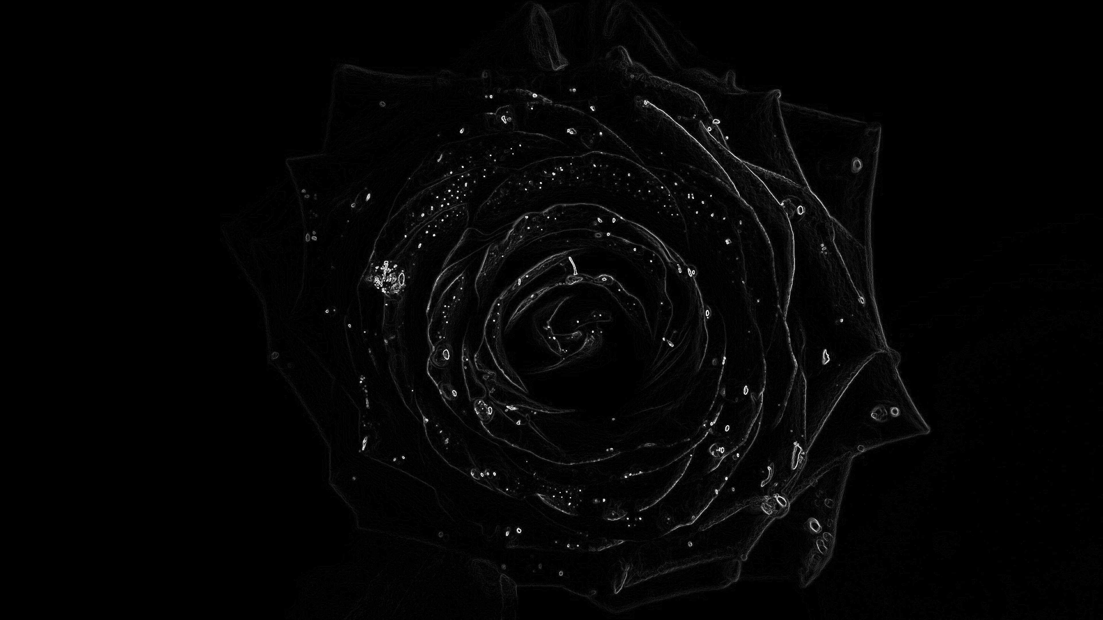 Aesthetic Black Roses Wallpapers