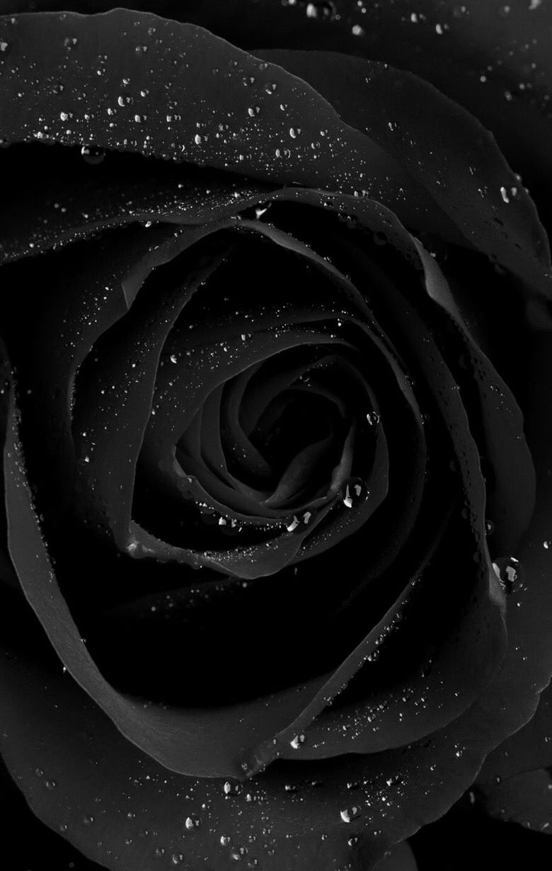 Aesthetic Black Roses Wallpapers