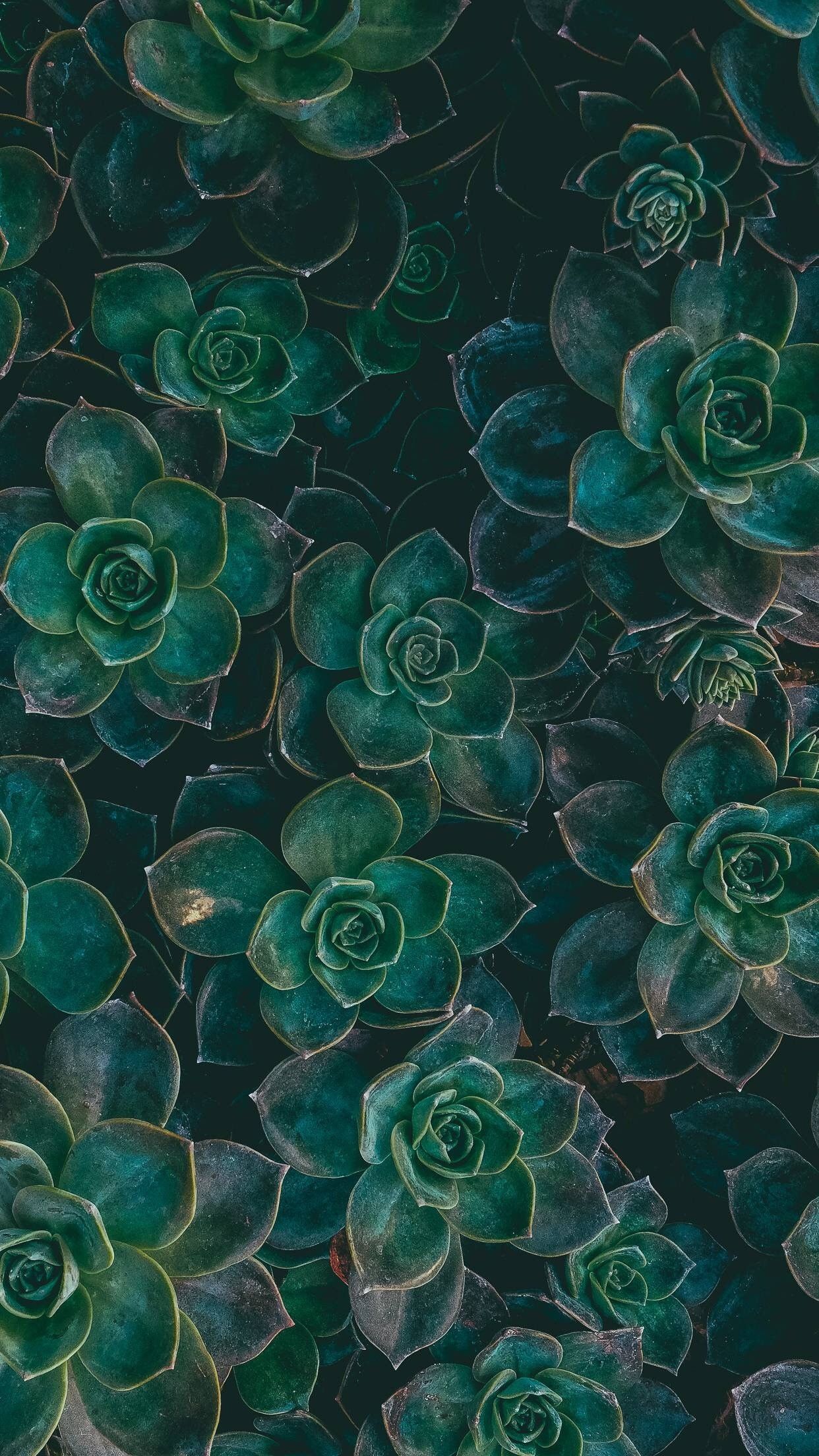 Aesthetic Boho Iphone Wallpapers