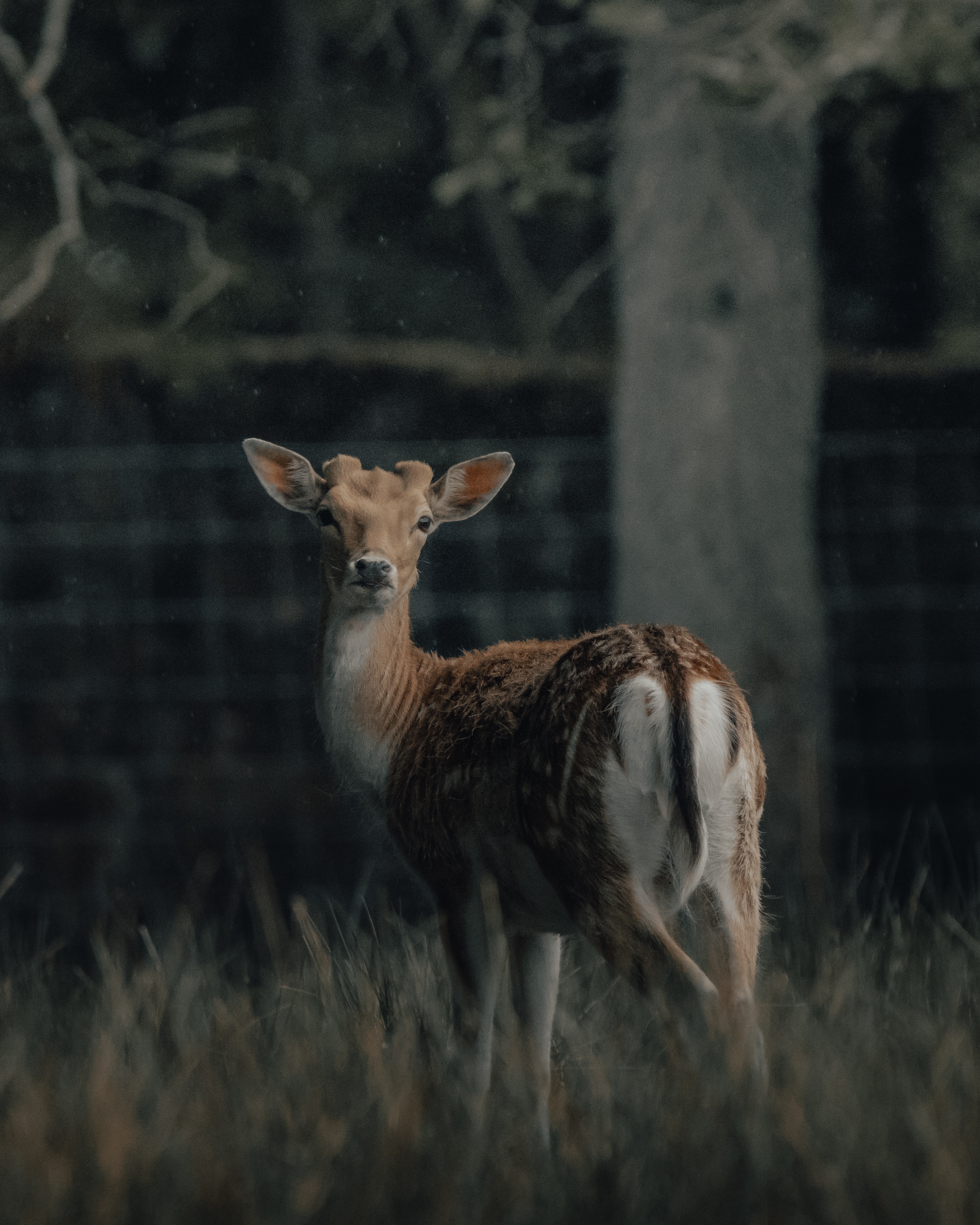 Aesthetic Deer Wallpapers