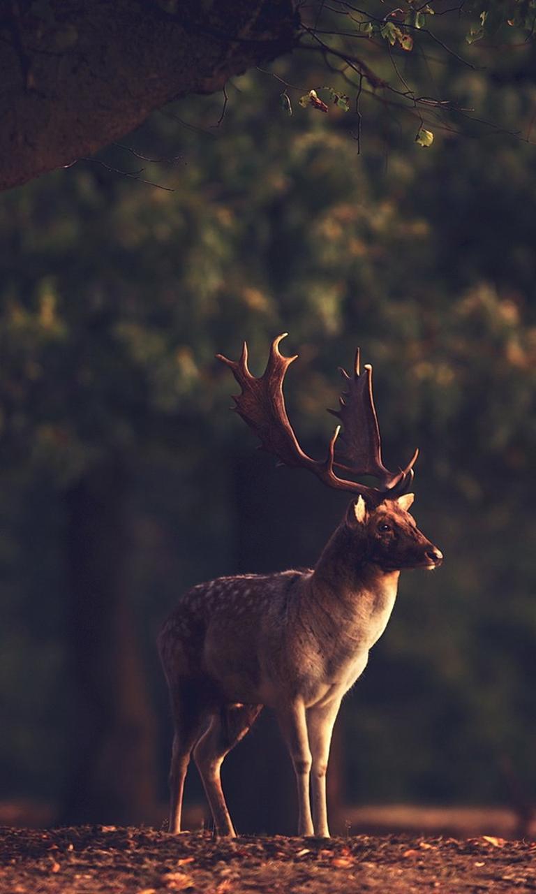 Aesthetic Deer Wallpapers