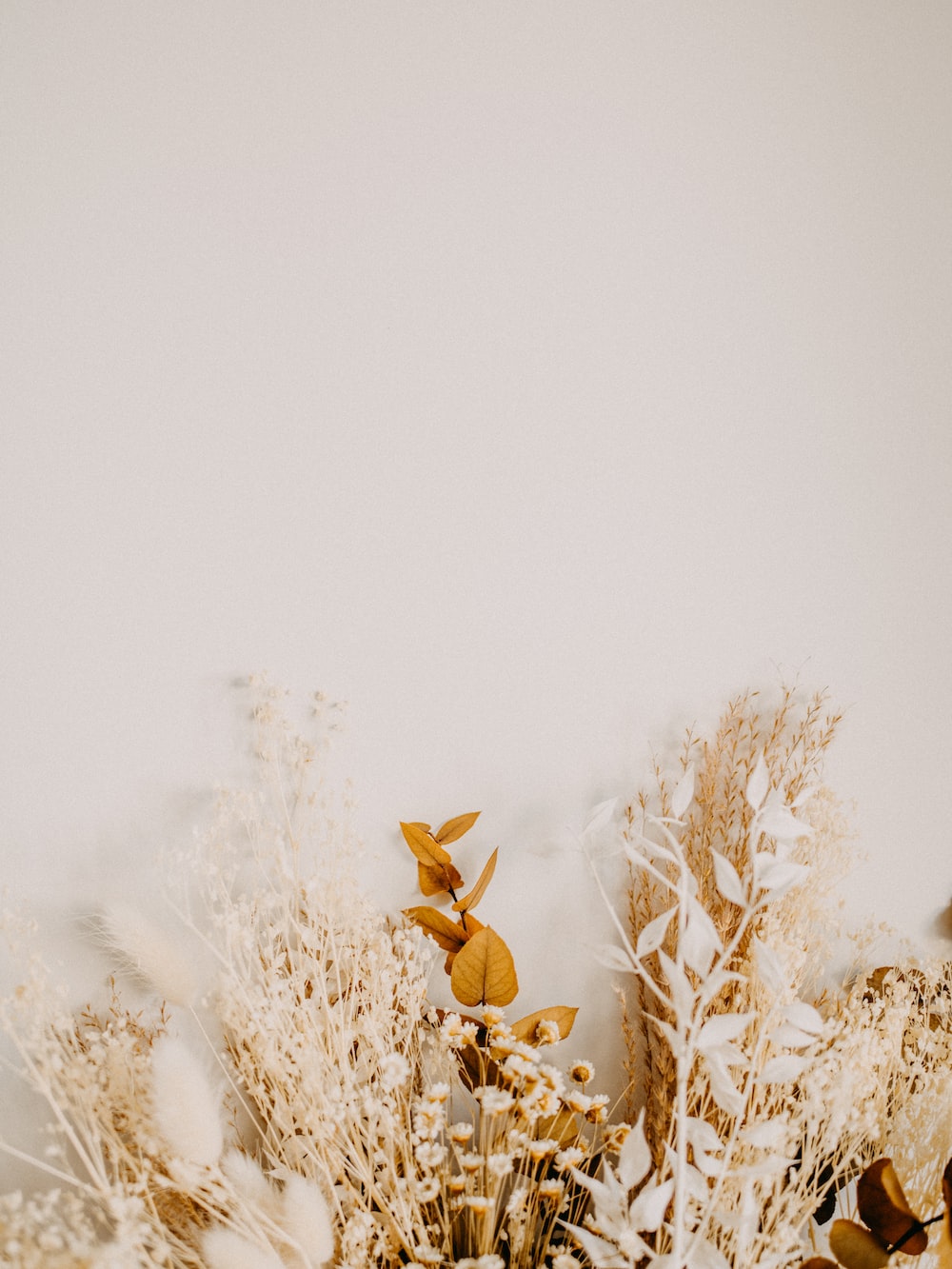 Aesthetic Dried Flower Wallpapers