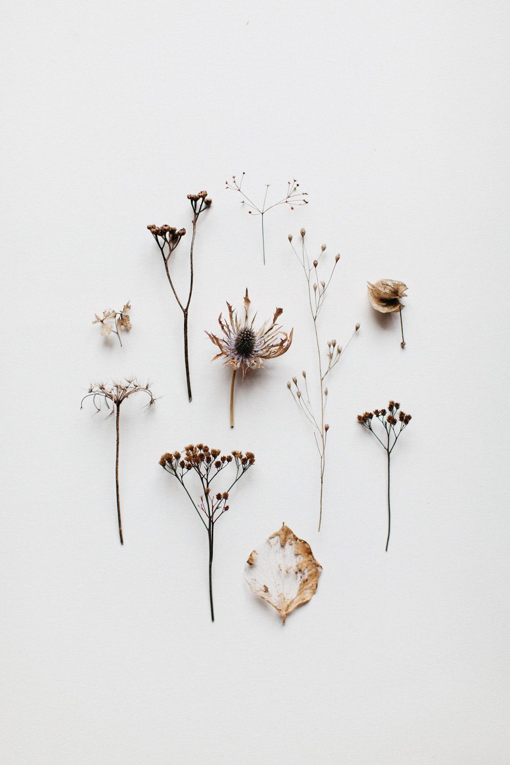 Aesthetic Dried Flower Wallpapers