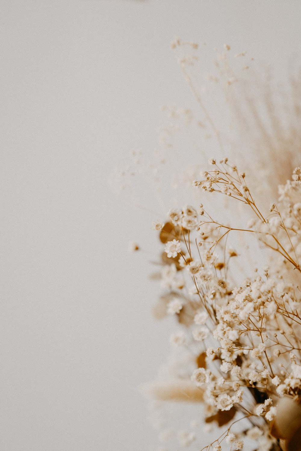 Aesthetic Dried Flower Wallpapers