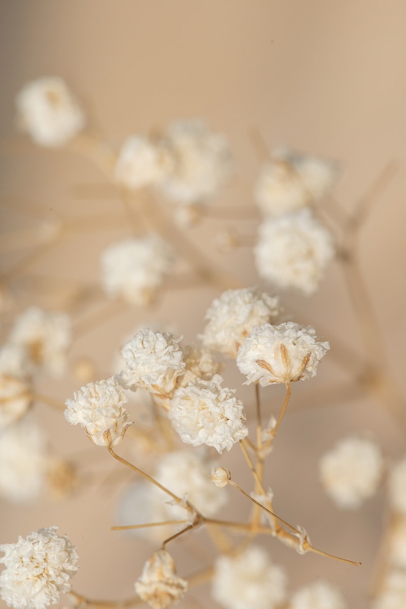 Aesthetic Dried Flower Wallpapers