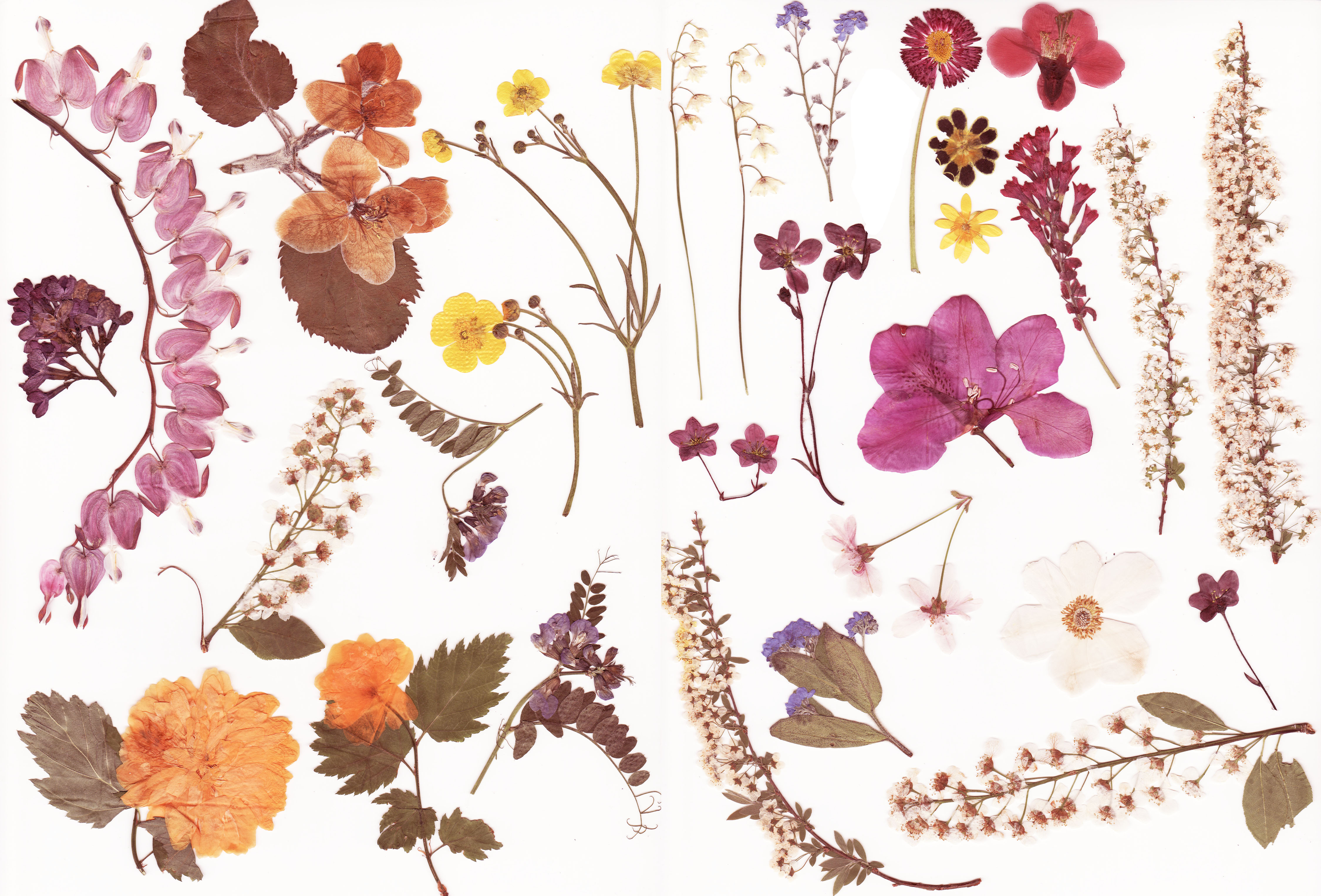 Aesthetic Dried Flower Wallpapers