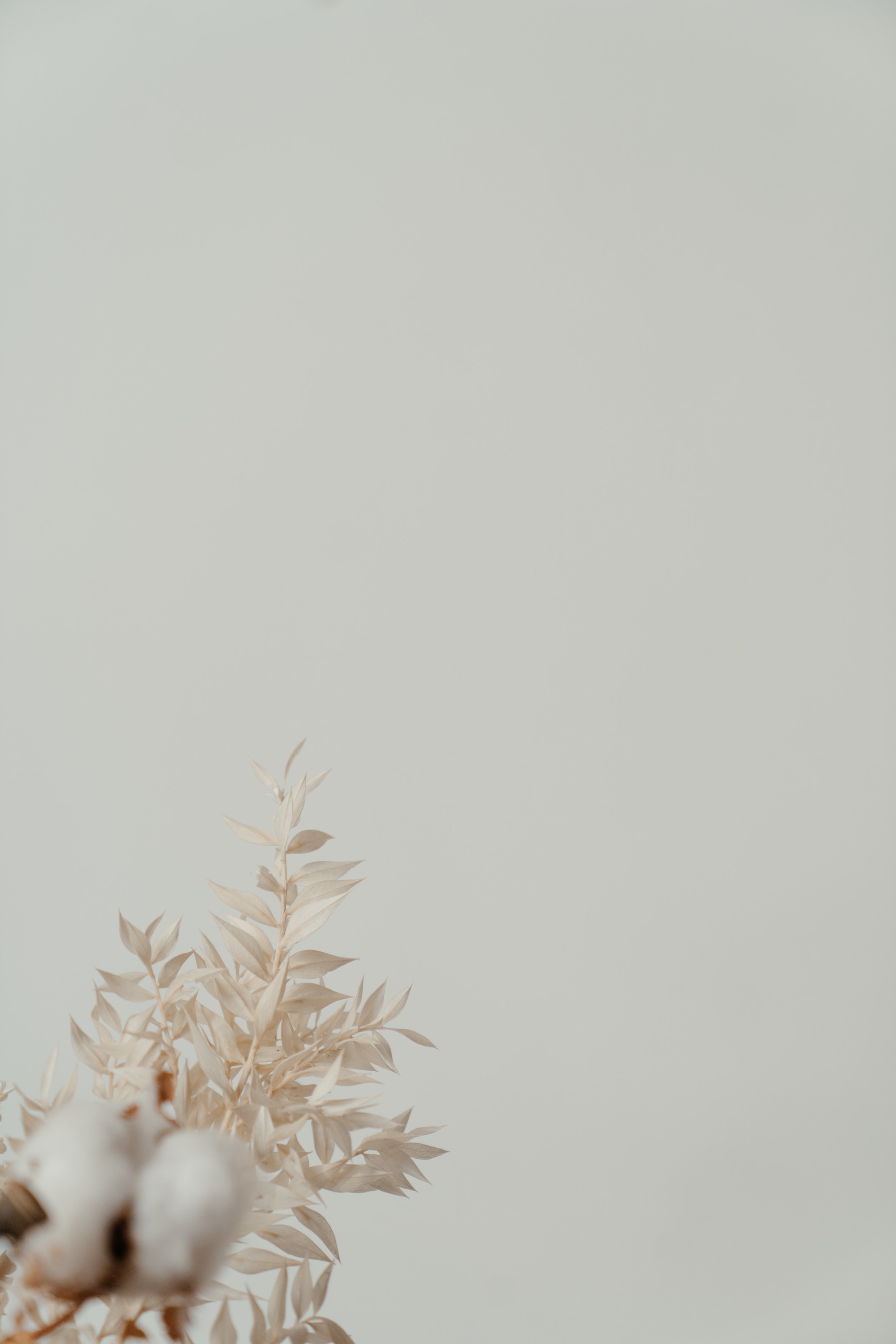 Aesthetic Dried Flower Wallpapers