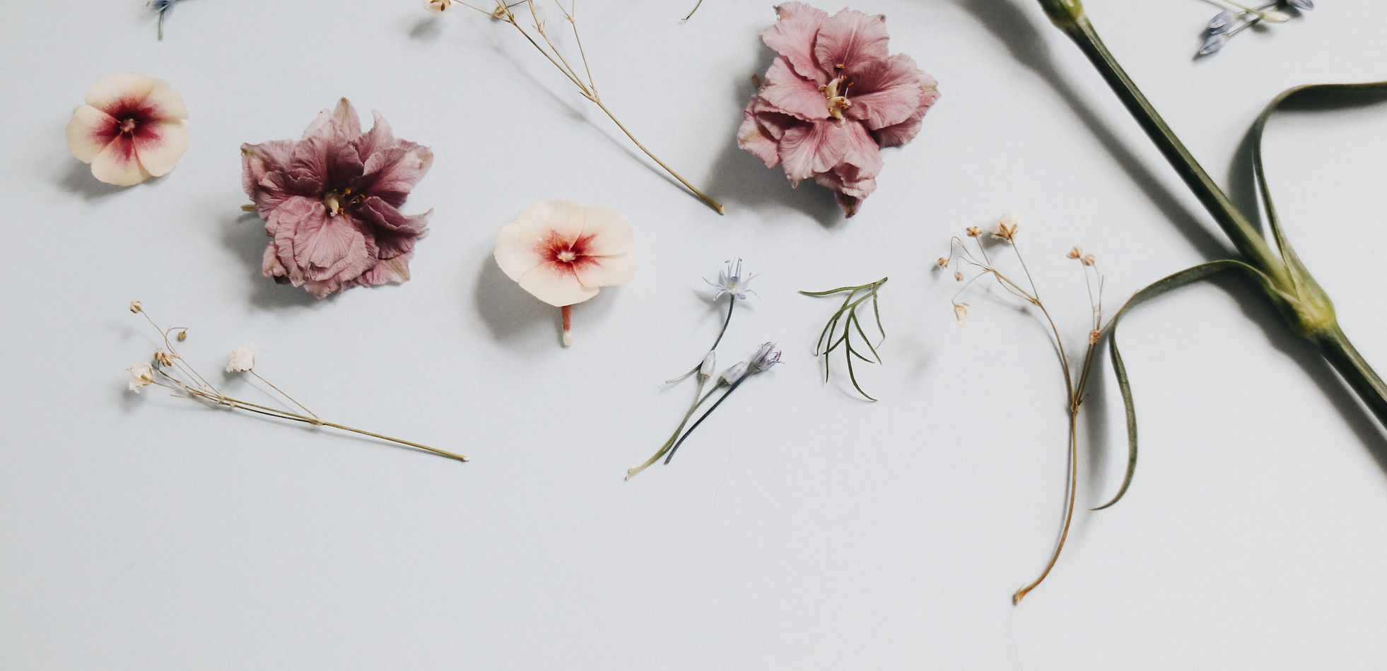 Aesthetic Dried Flower Wallpapers