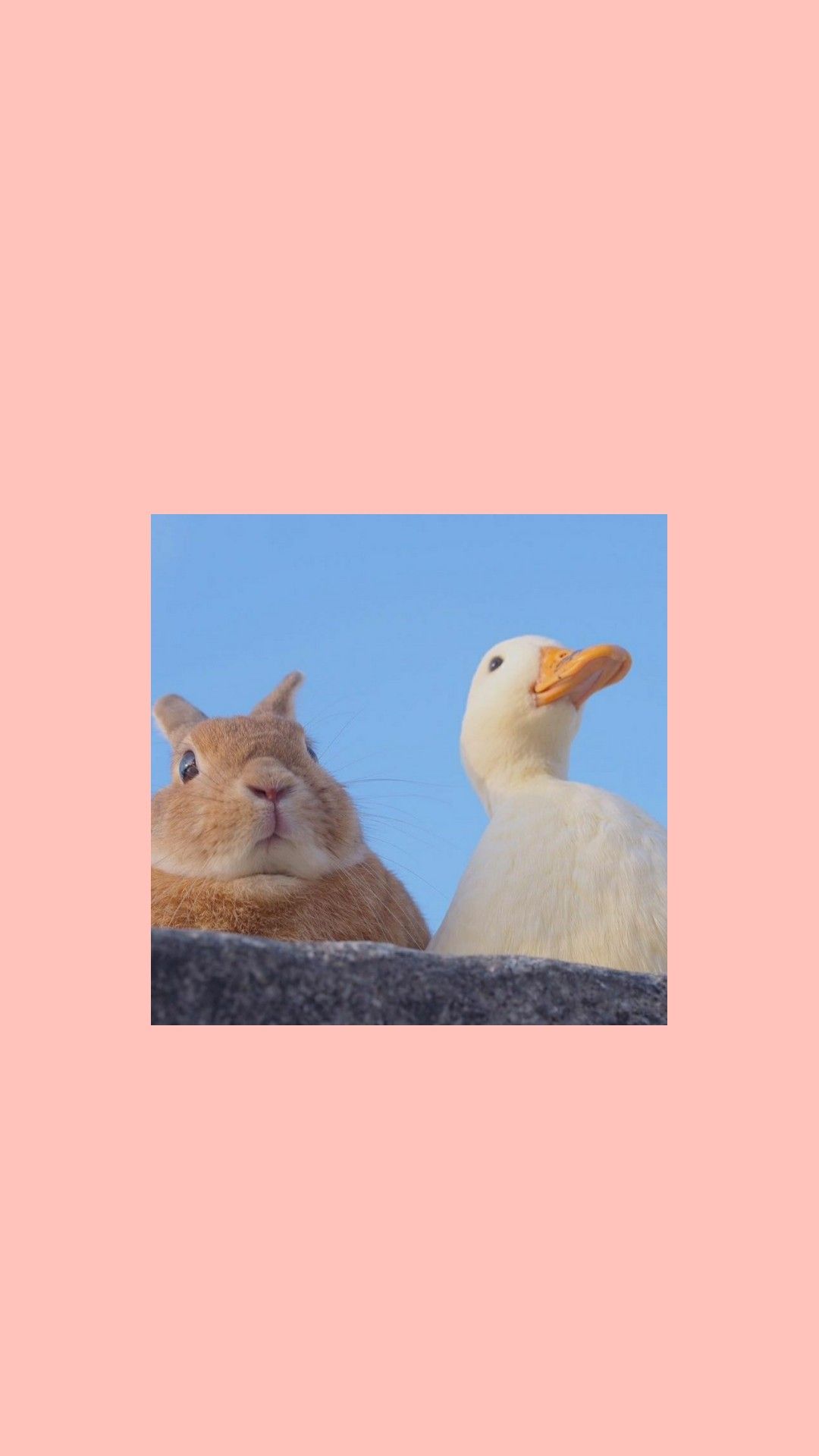 Aesthetic Duck Wallpapers