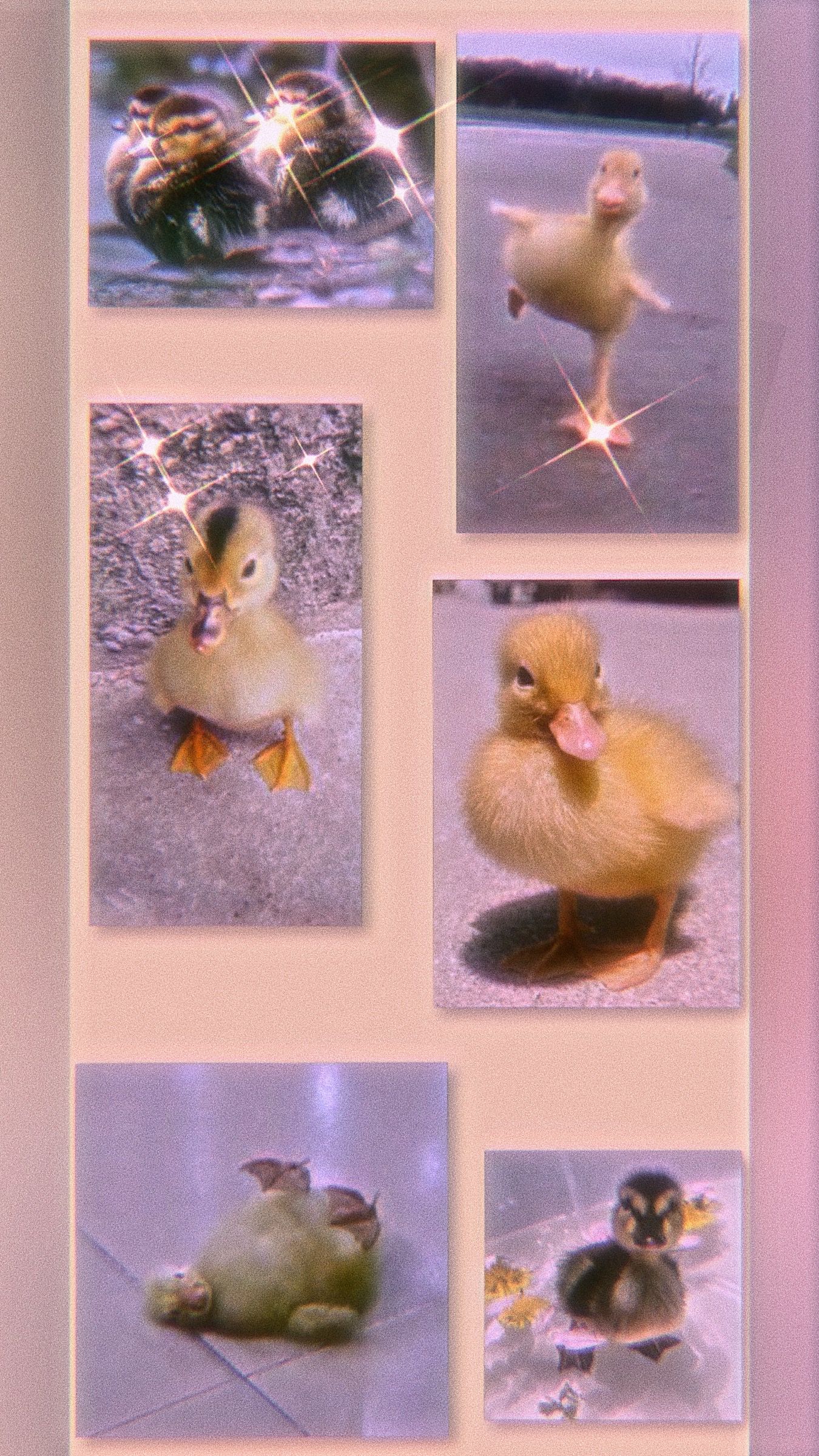 Aesthetic Duck Wallpapers