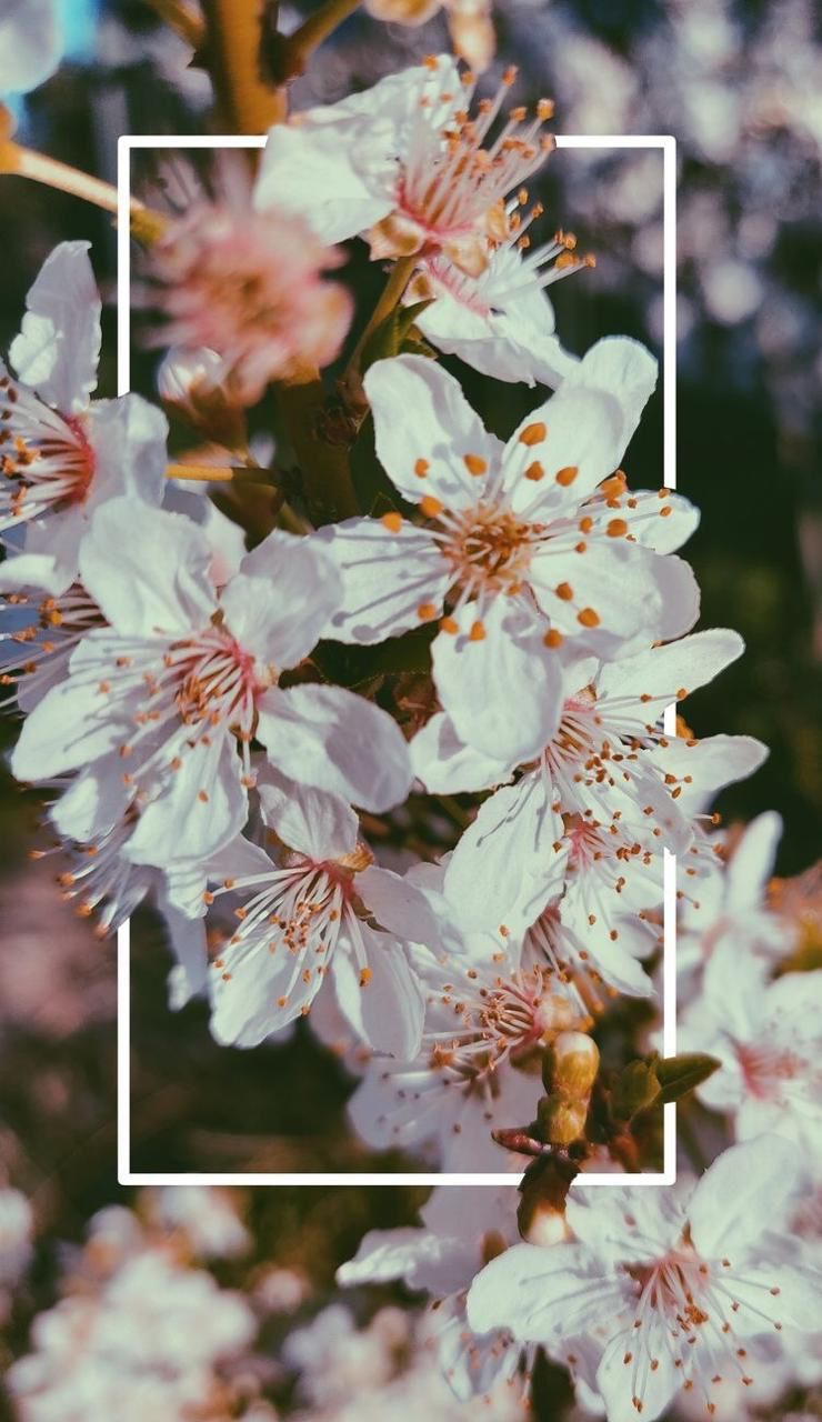 Aesthetic Floral Wallpapers