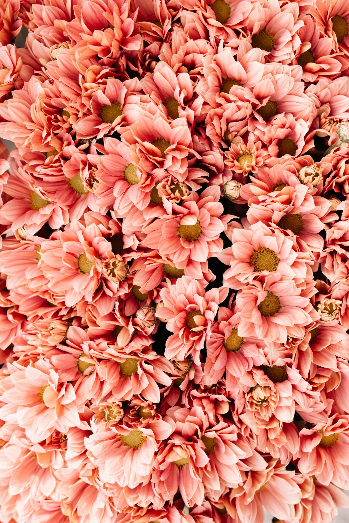 Aesthetic Floral Wallpapers