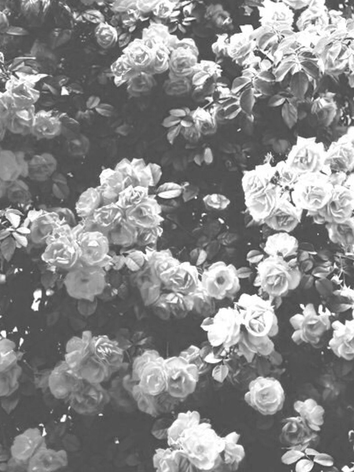 Aesthetic Flower Dark Wallpapers