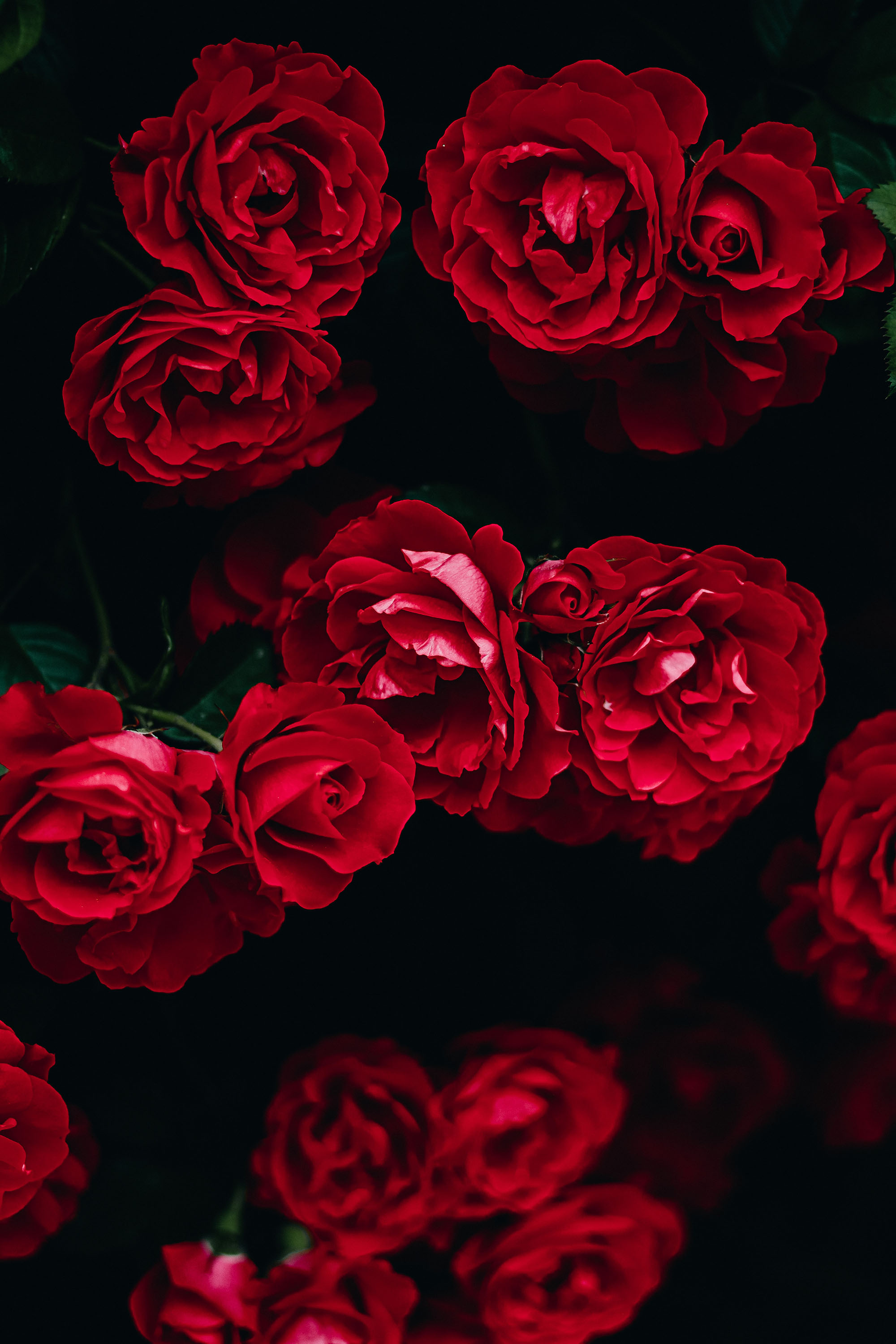 Aesthetic Flower Dark Wallpapers