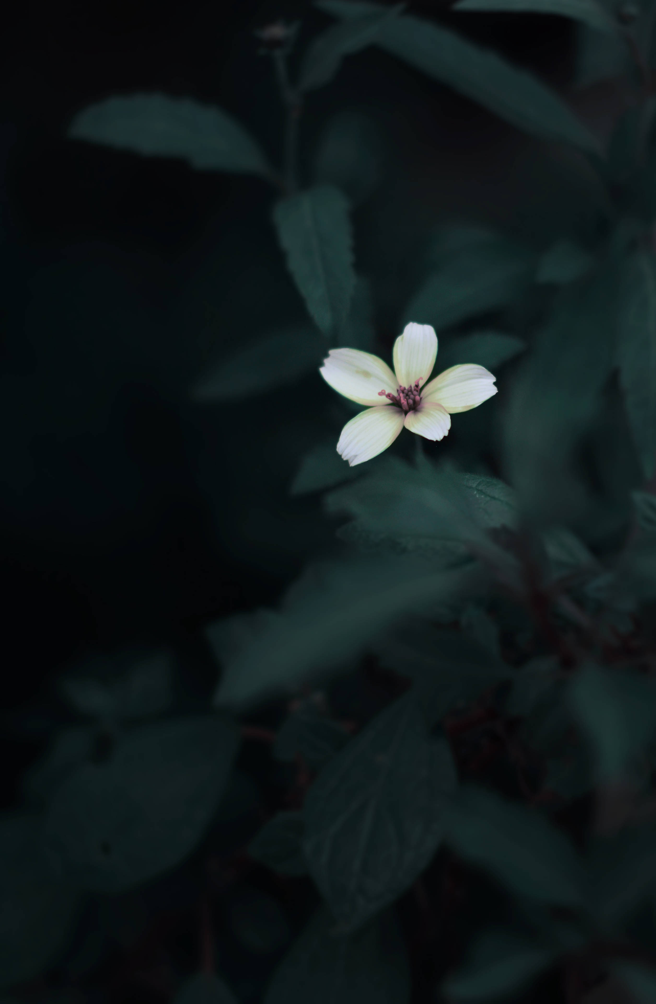 Aesthetic Flower Dark Wallpapers