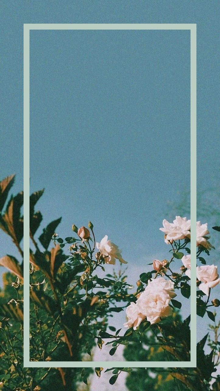 Aesthetic Flowers Iphone Wallpapers