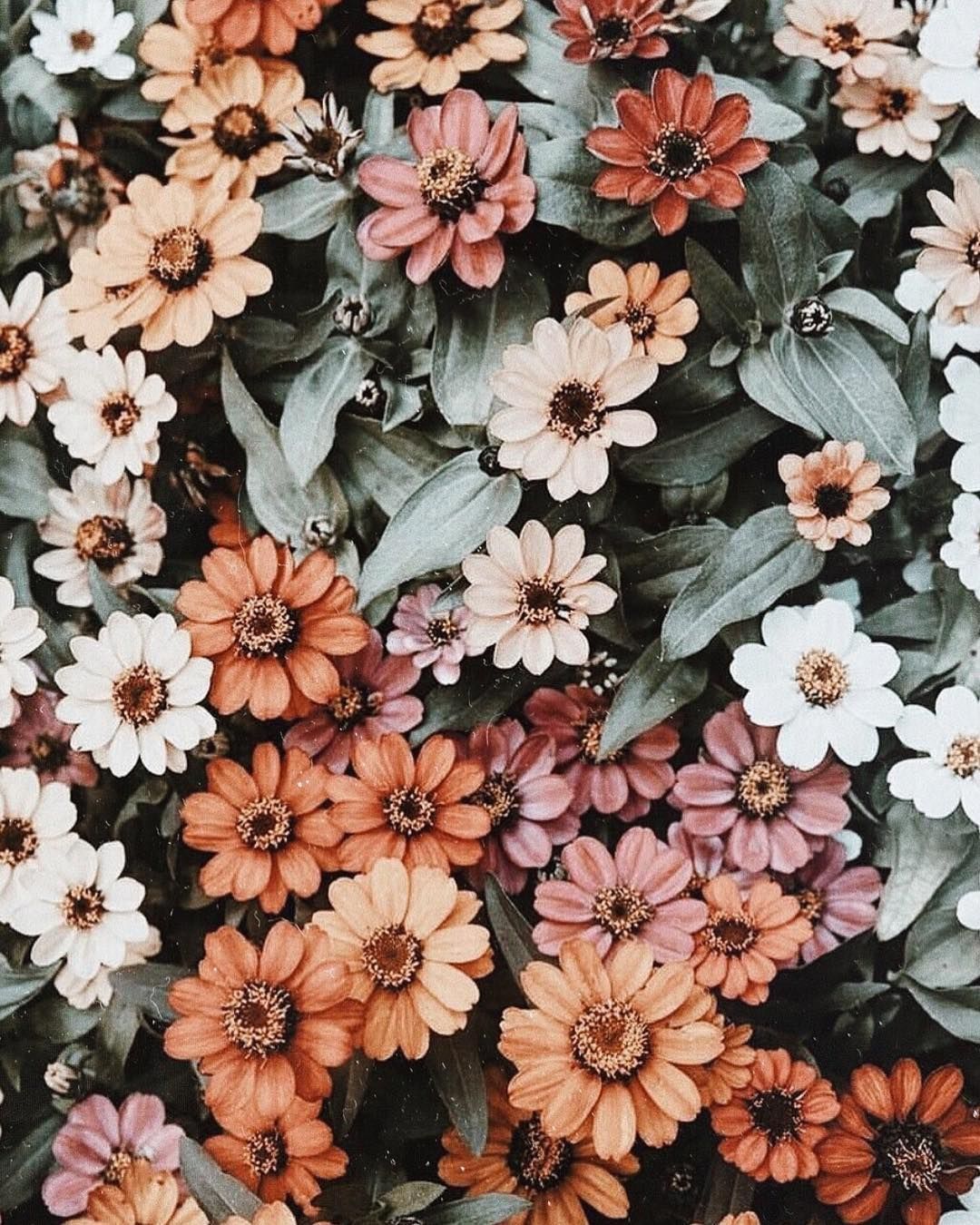 Aesthetic Flowers Iphone Wallpapers