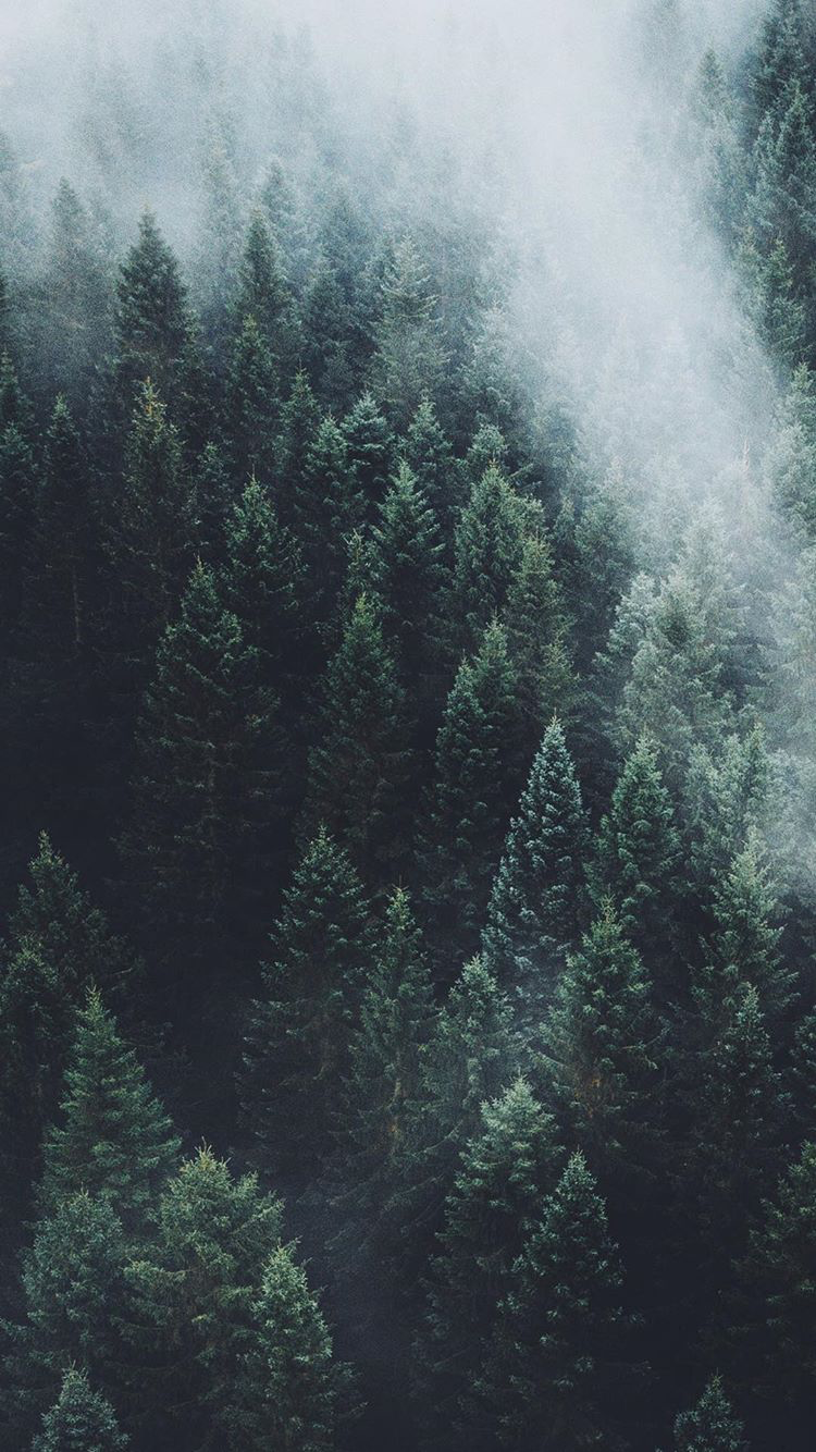 Aesthetic Forest Wallpapers