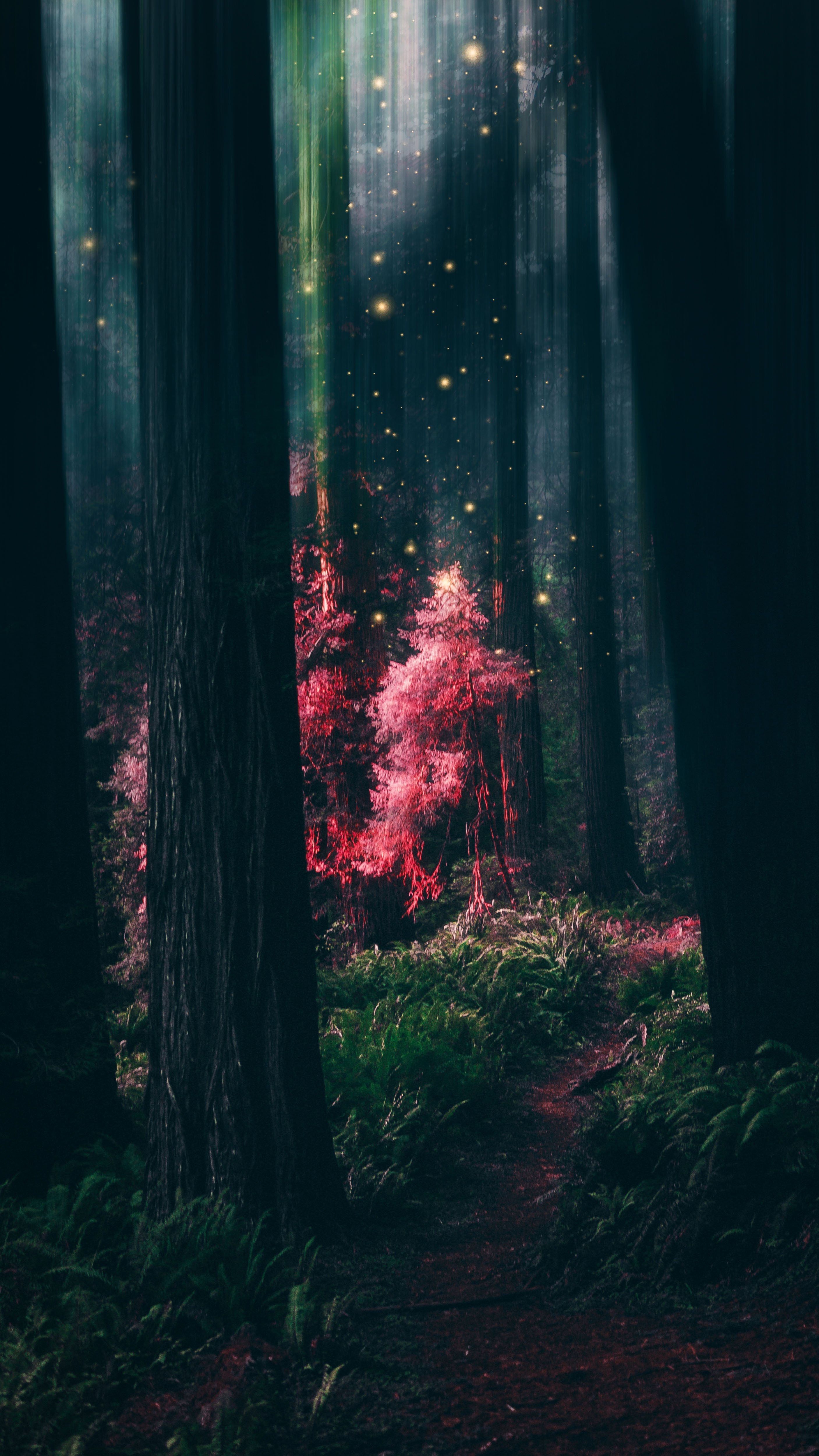 Aesthetic Forest Wallpapers