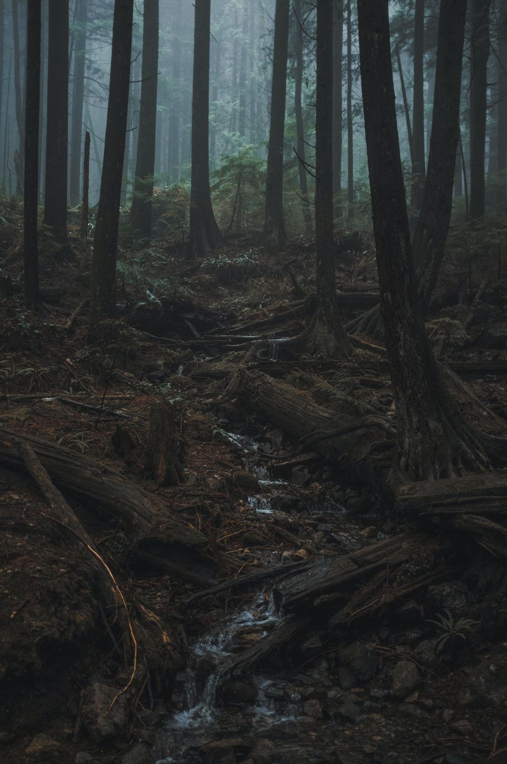 Aesthetic Forest Wallpapers