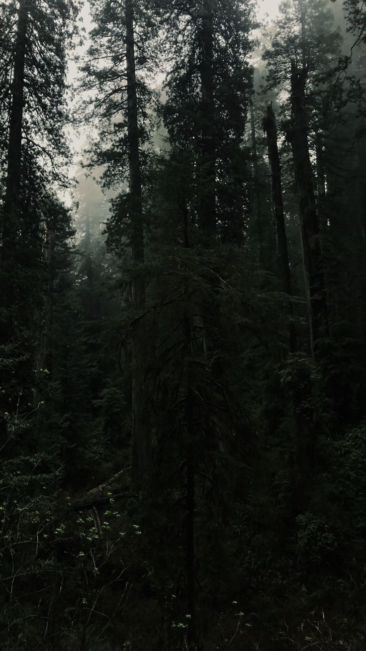 Aesthetic Forest Wallpapers