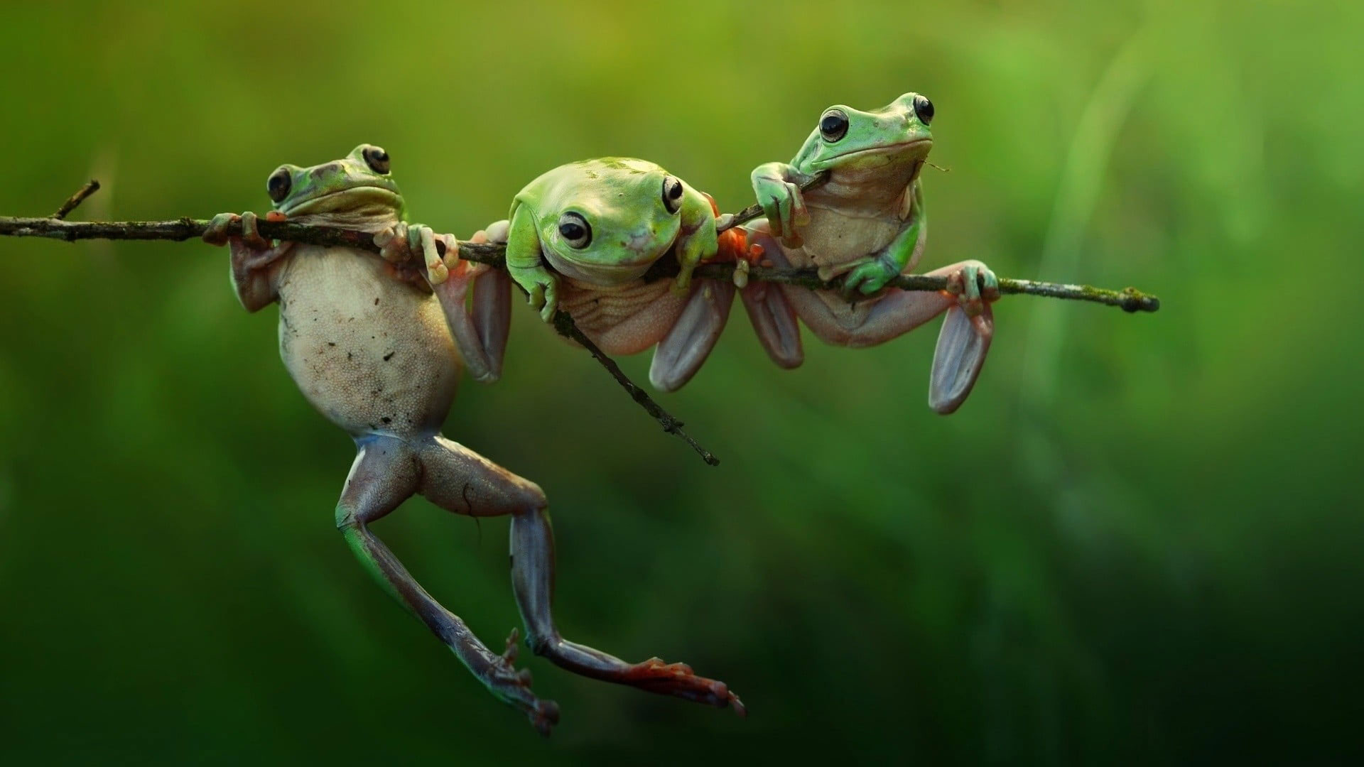 Aesthetic Frog Wallpapers