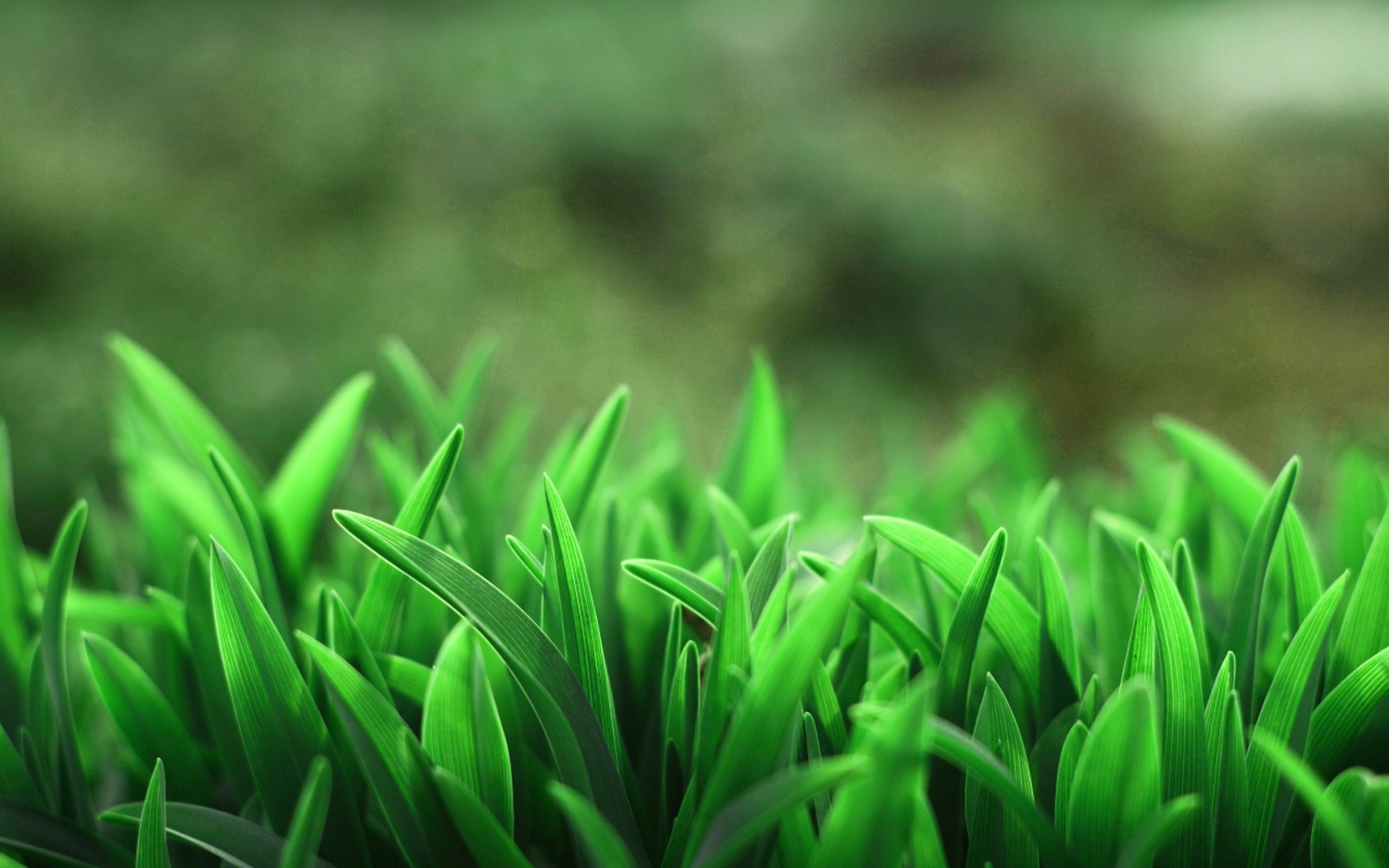 Aesthetic Grass Desktop Wallpapers