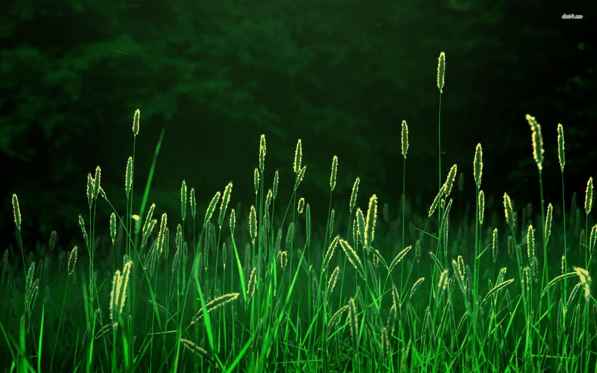 Aesthetic Grass Desktop Wallpapers