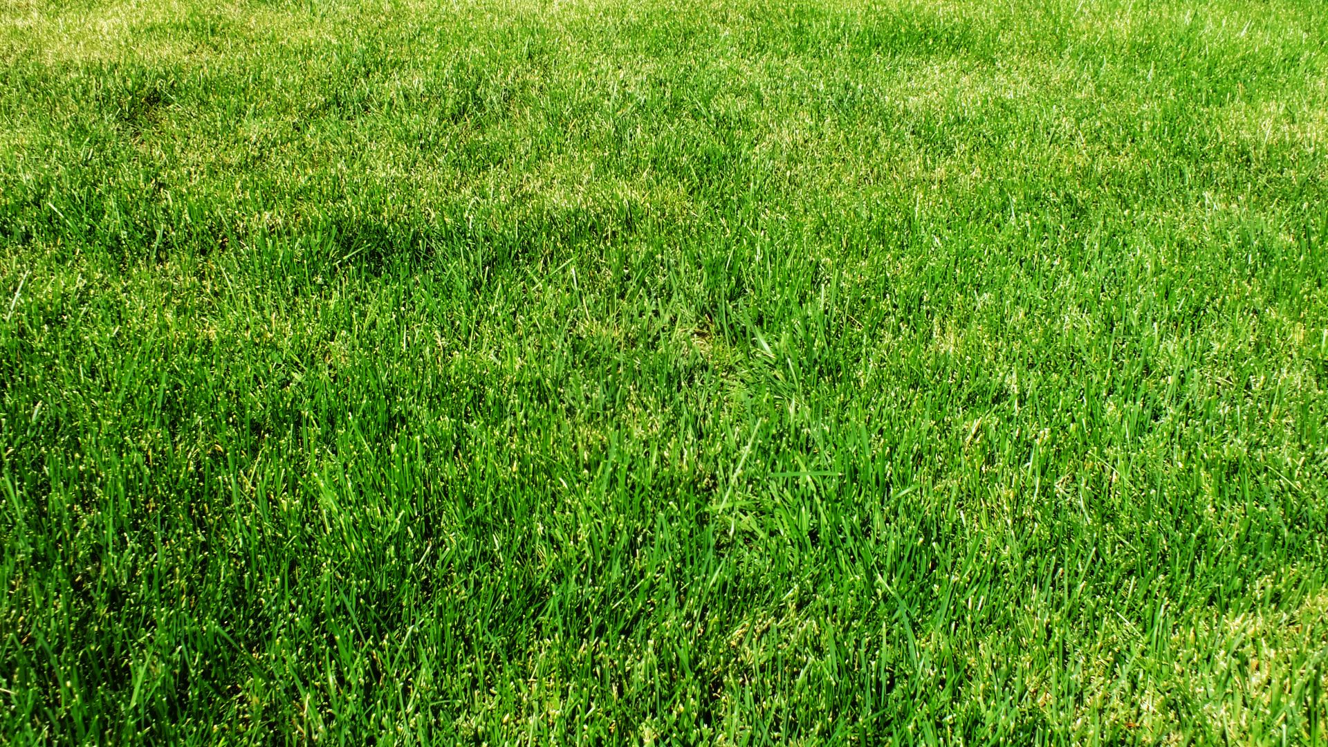 Aesthetic Grass Desktop Wallpapers