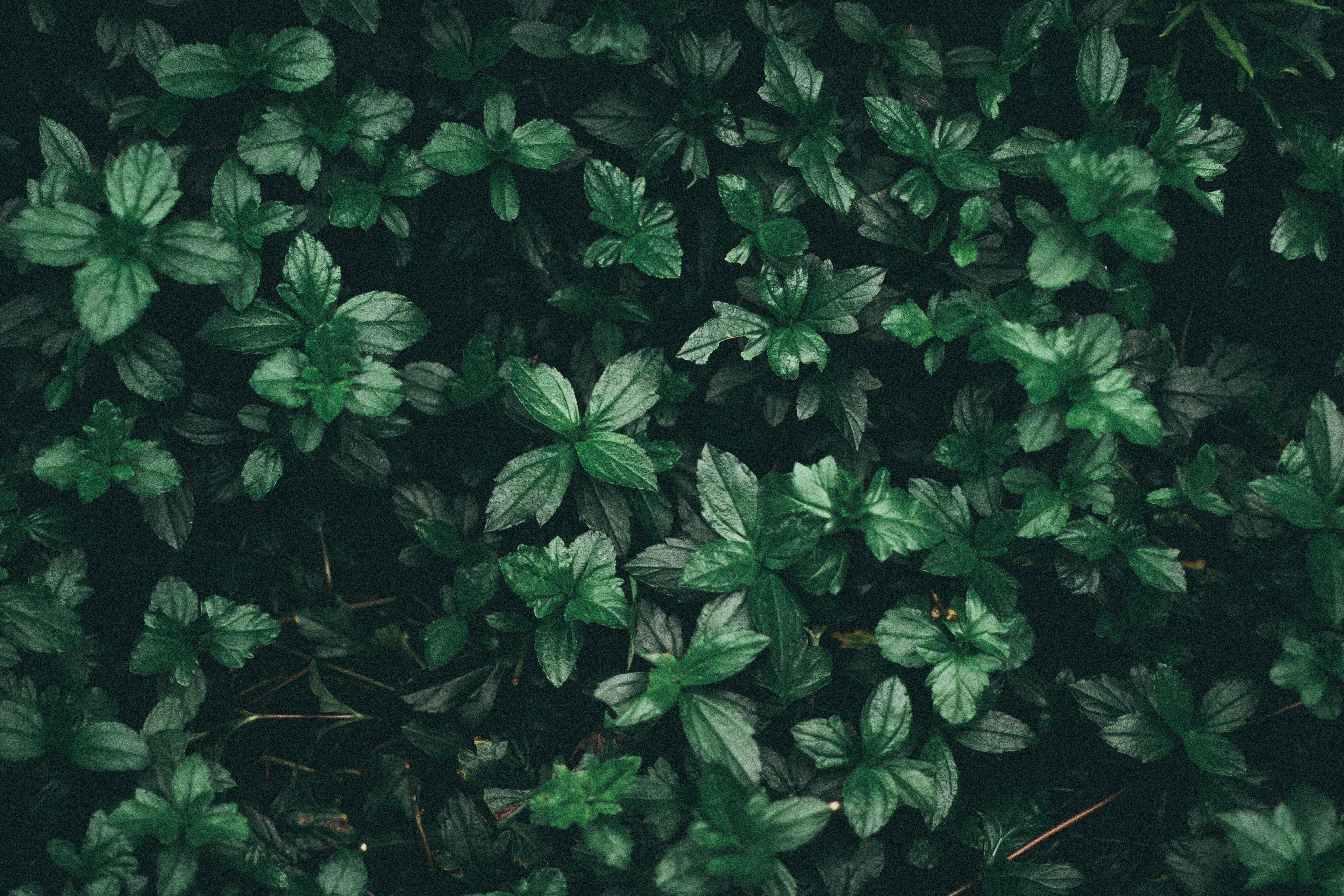 Aesthetic Green Wallpapers