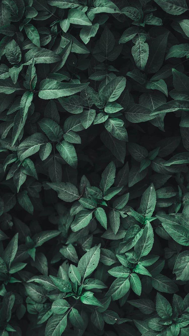 Aesthetic Green Wallpapers