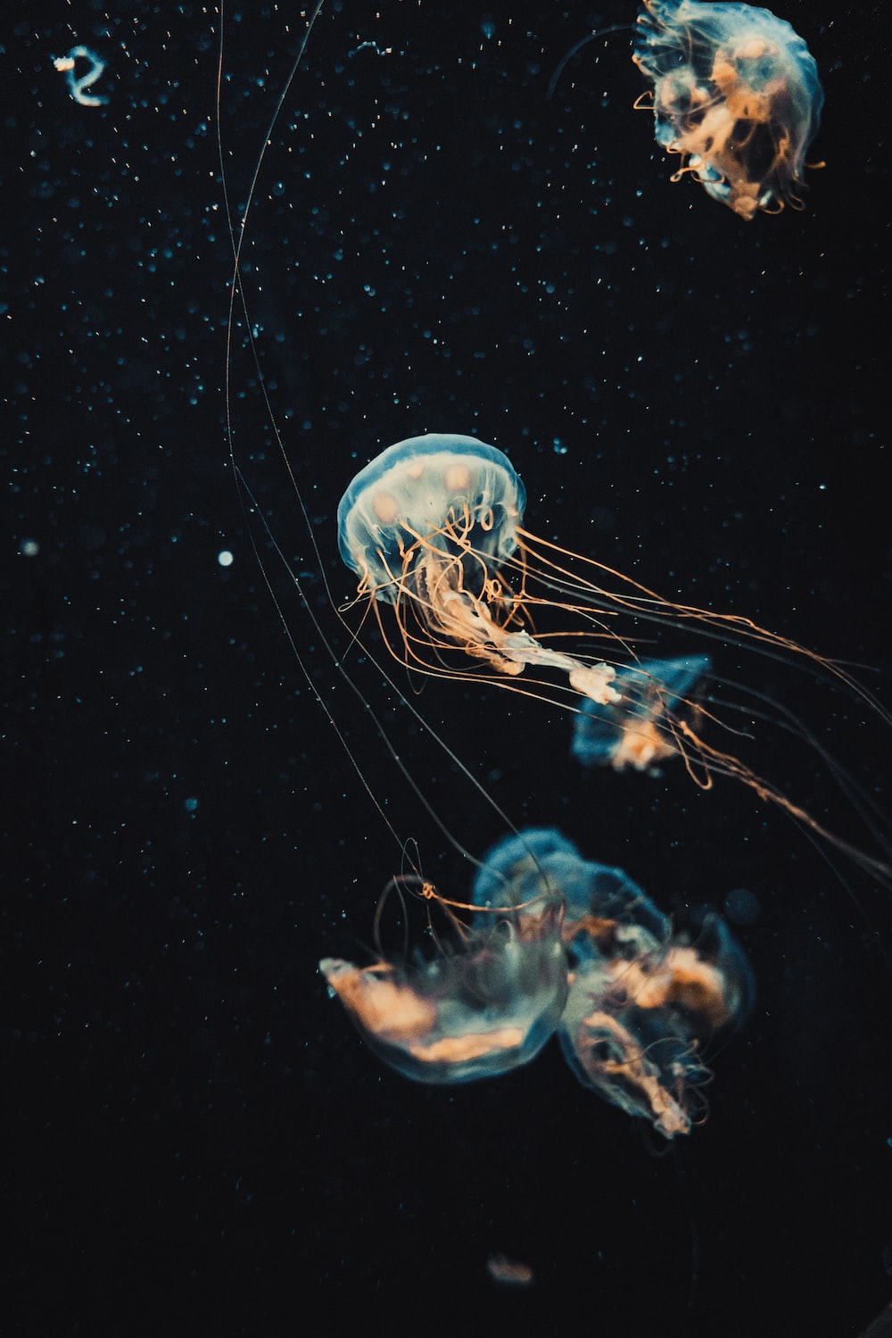 Aesthetic Jellyfish Wallpapers