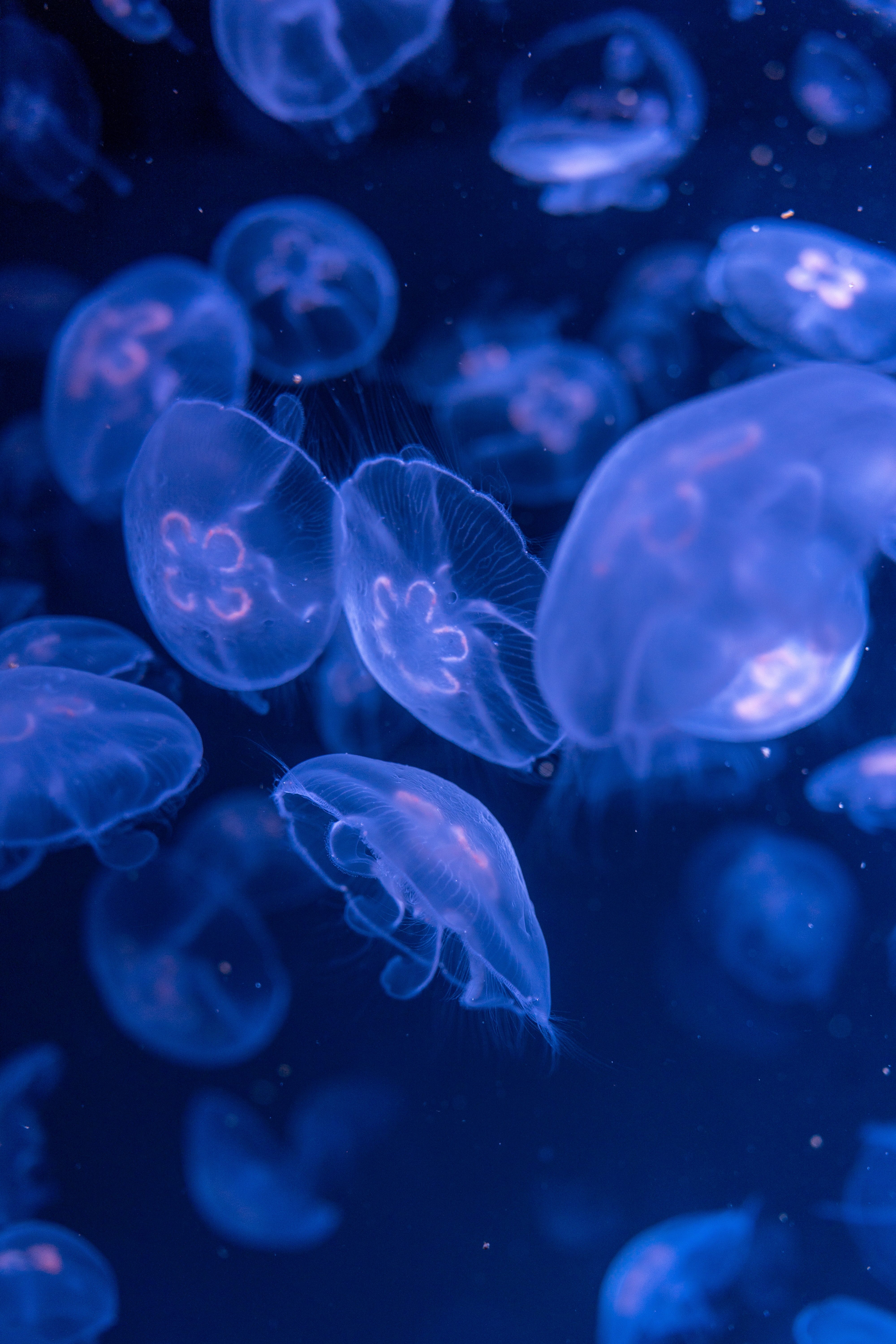 Aesthetic Jellyfish Wallpapers