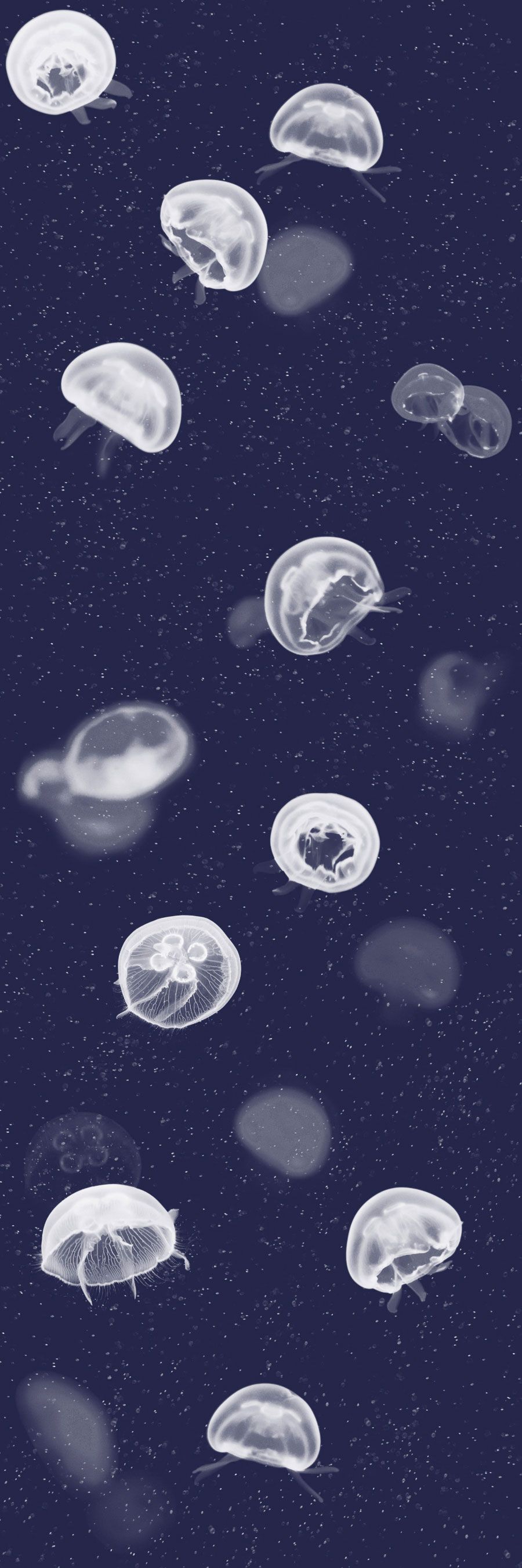 Aesthetic Jellyfish Wallpapers